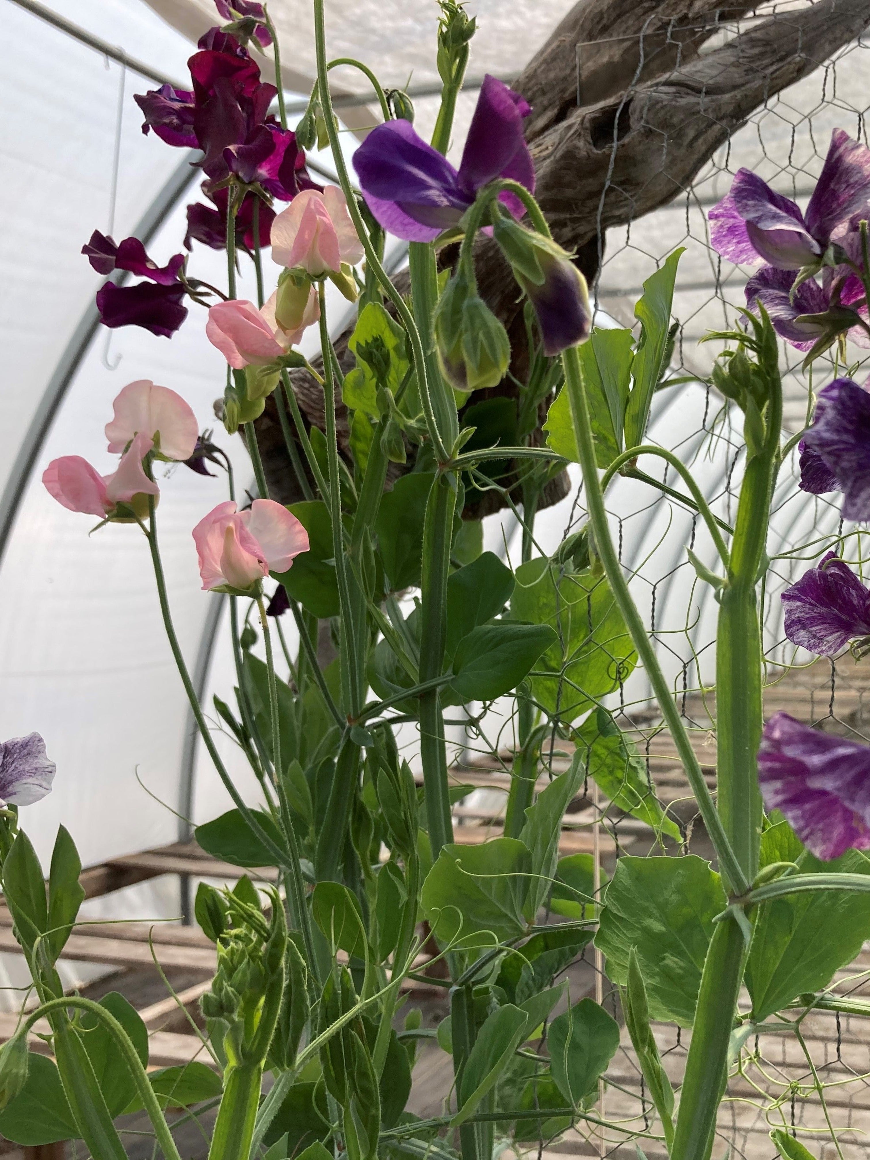LATHYRUS ODORATUS SWEET PEA