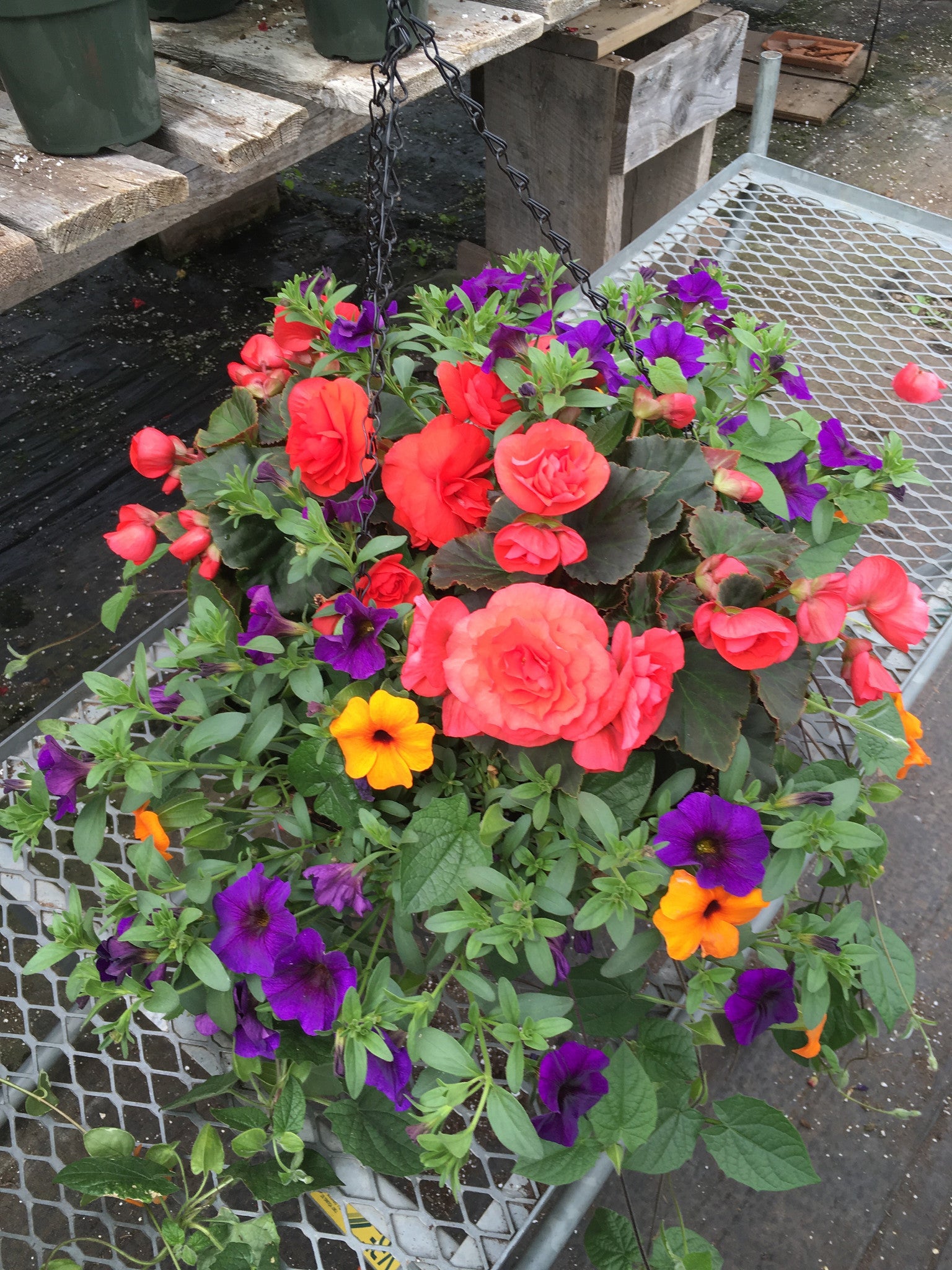 HANGING MOSS BASKET 'SHADE'