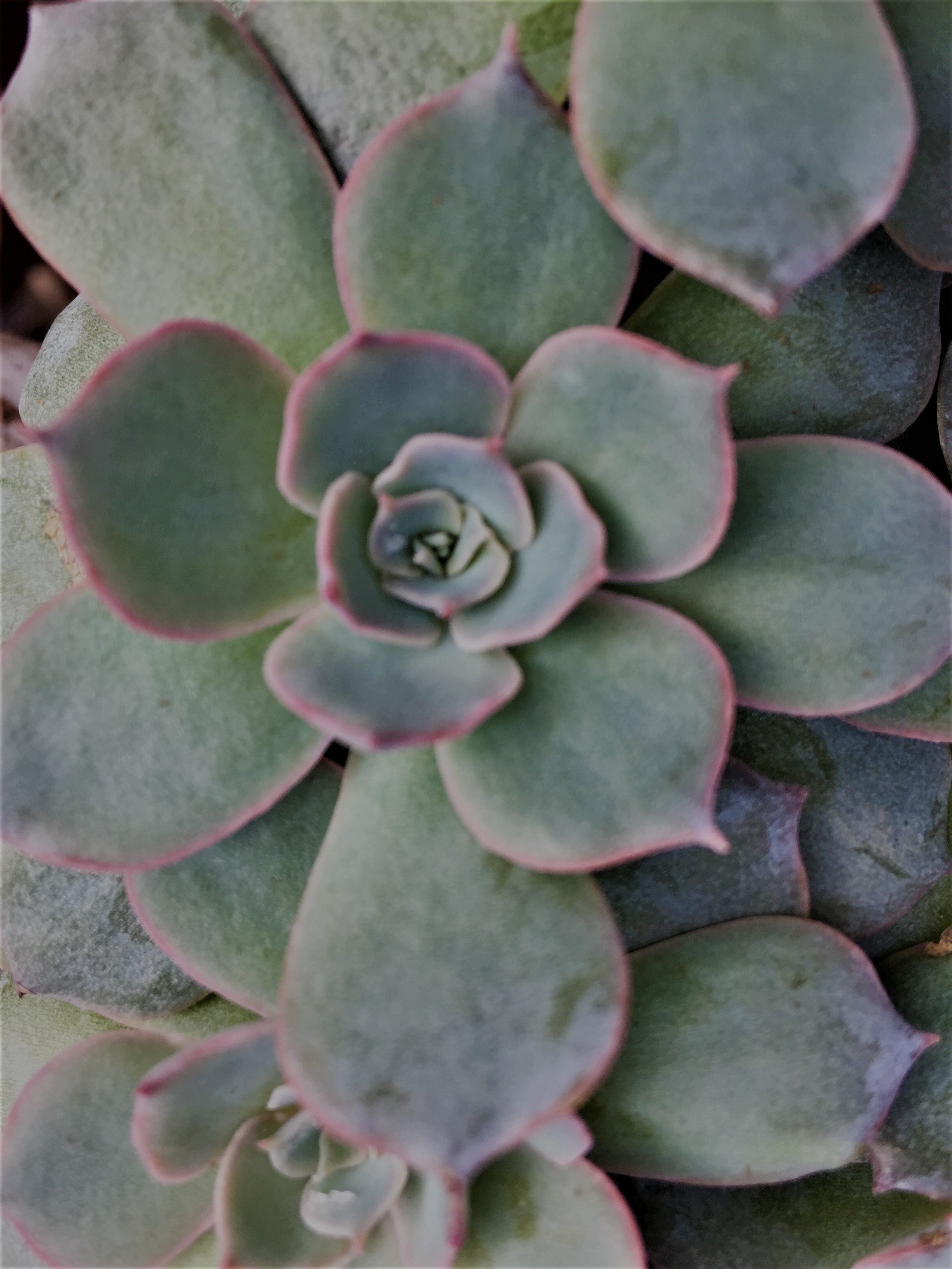 SUCCULENT ECHEVERIA 'SUBSESSILIS BLUE'