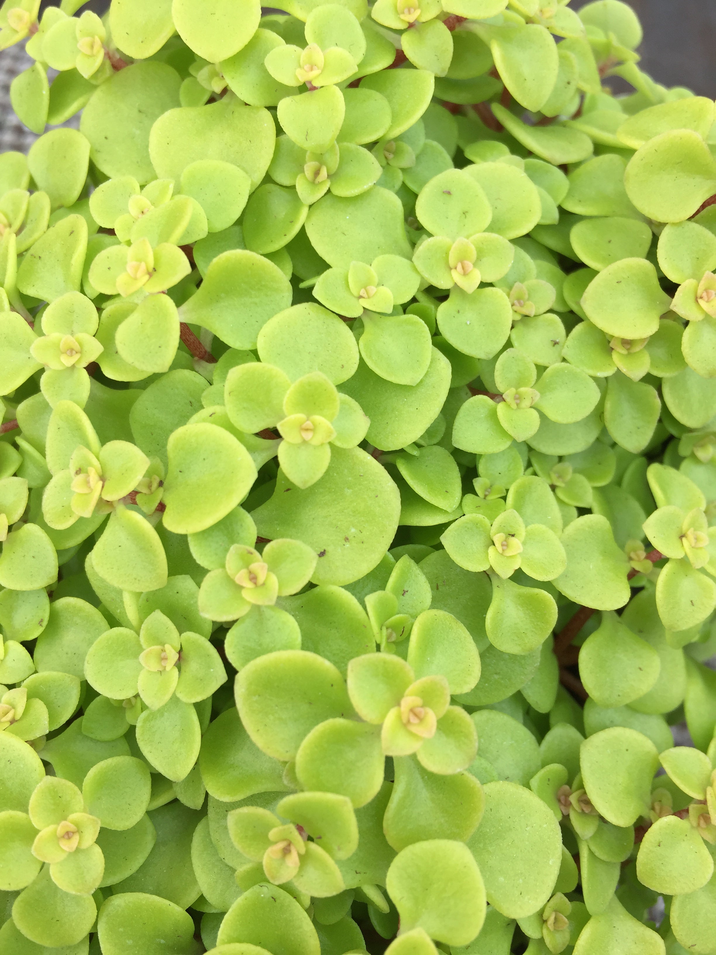 SUCCULENT SEDUM MAKINOI 'OGON'