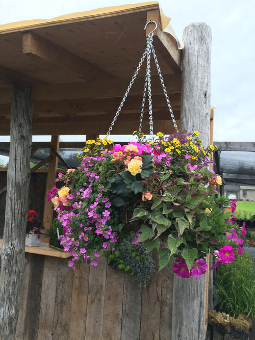 HANGING MOSS BASKET 'SUN'