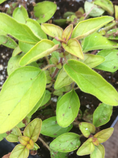 GOLDEN OREGANO