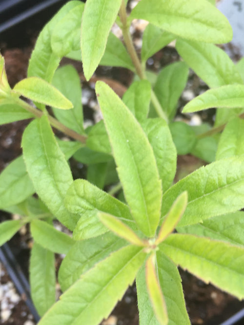 LEMON VERBENA