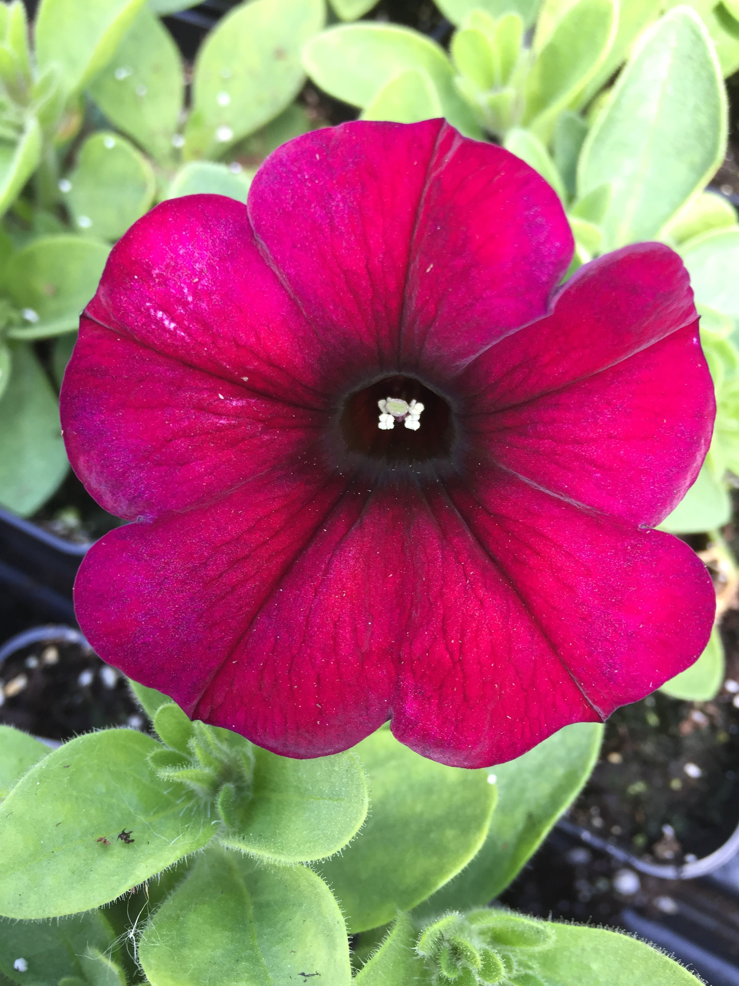 SUPERCALIBRACHOA PREMIUM 'BORDEAUX'