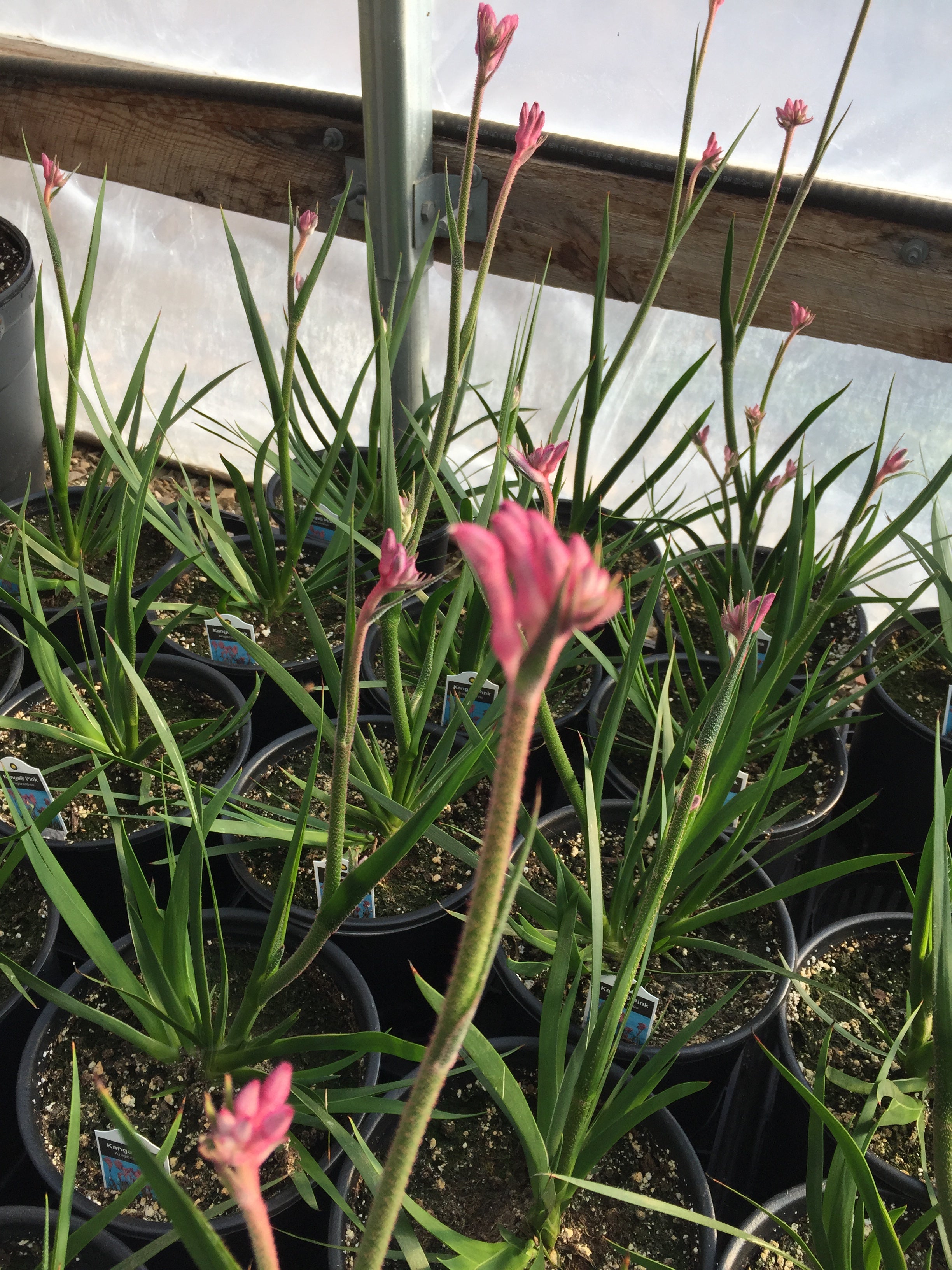 ANIGOZANTHOS 'KANGA PINK'