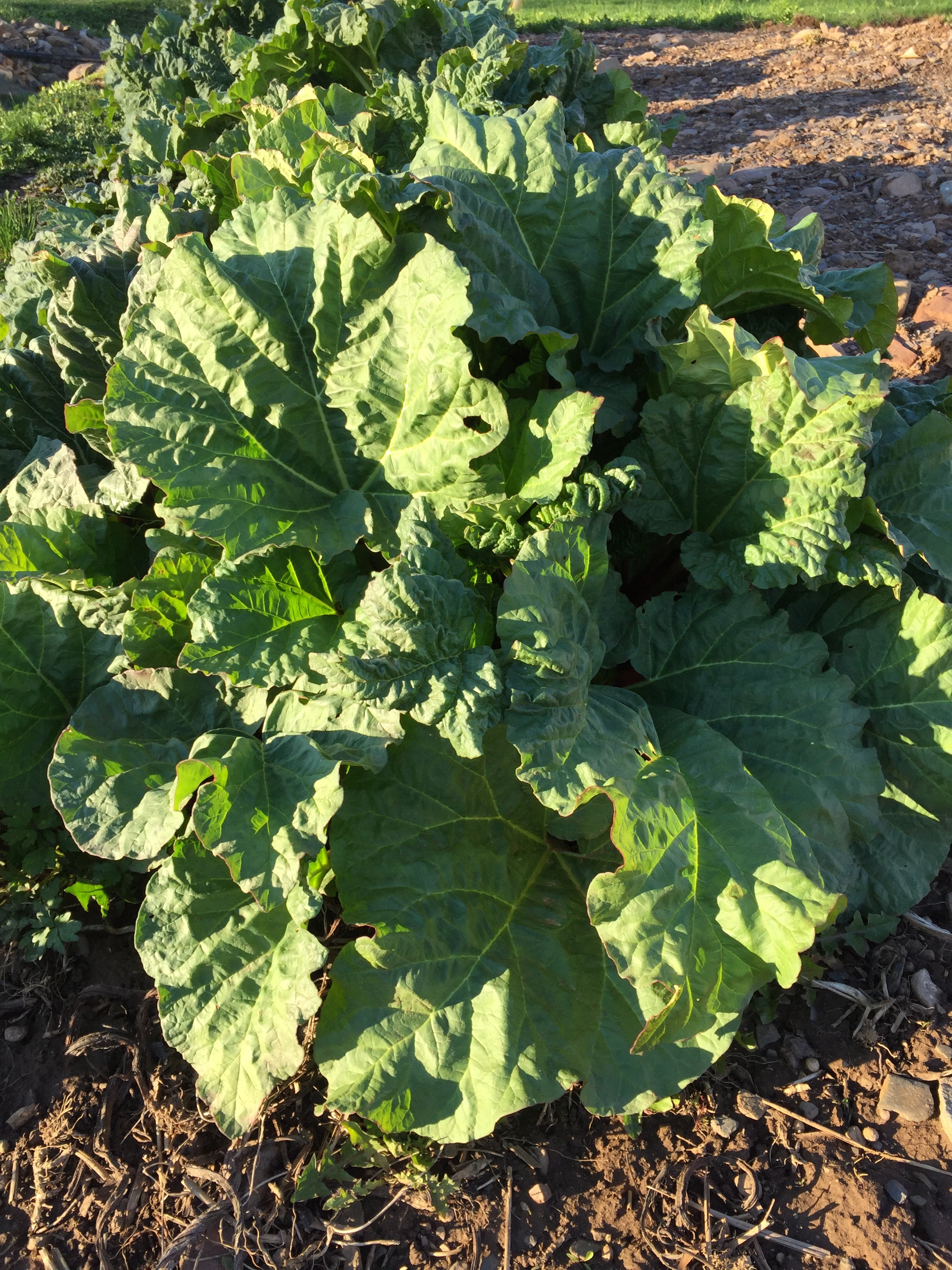 RHUBARB