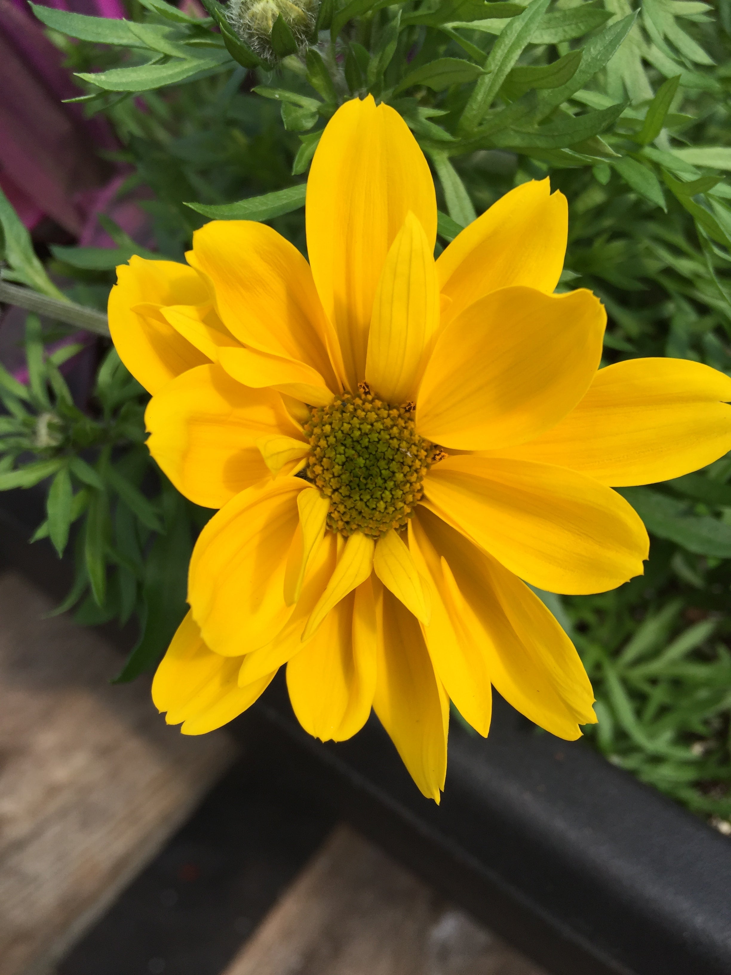 BIDENS 'GOLDILOCKS ROCKS'