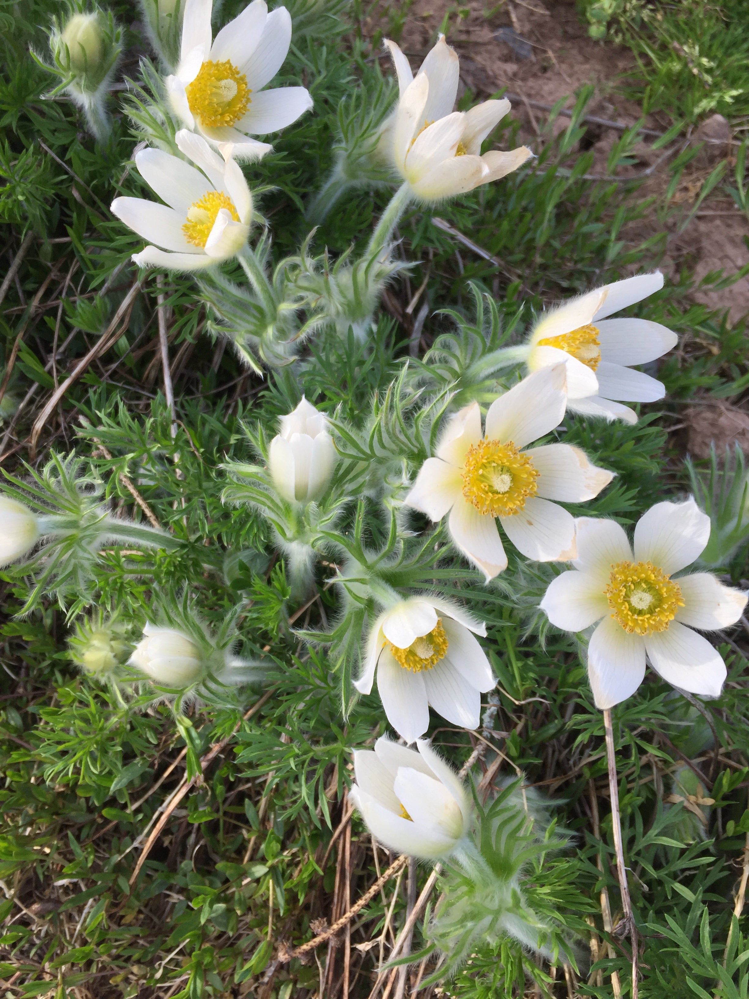 ANEMONE PULSATILLA VULGARIS ‘ALBA’ - WHITE