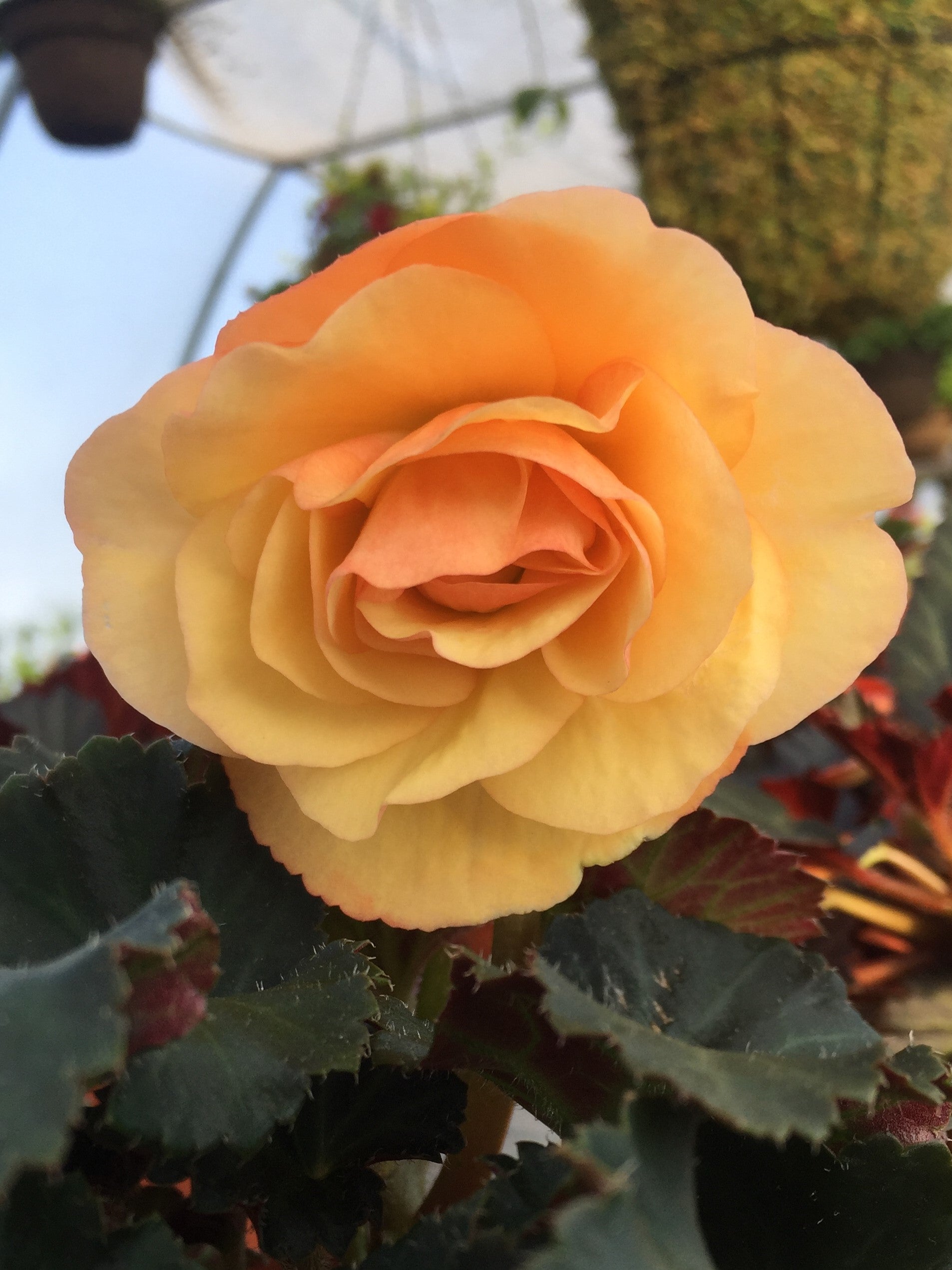 BEGONIA FRAGRANT FALLS 'PEACH'