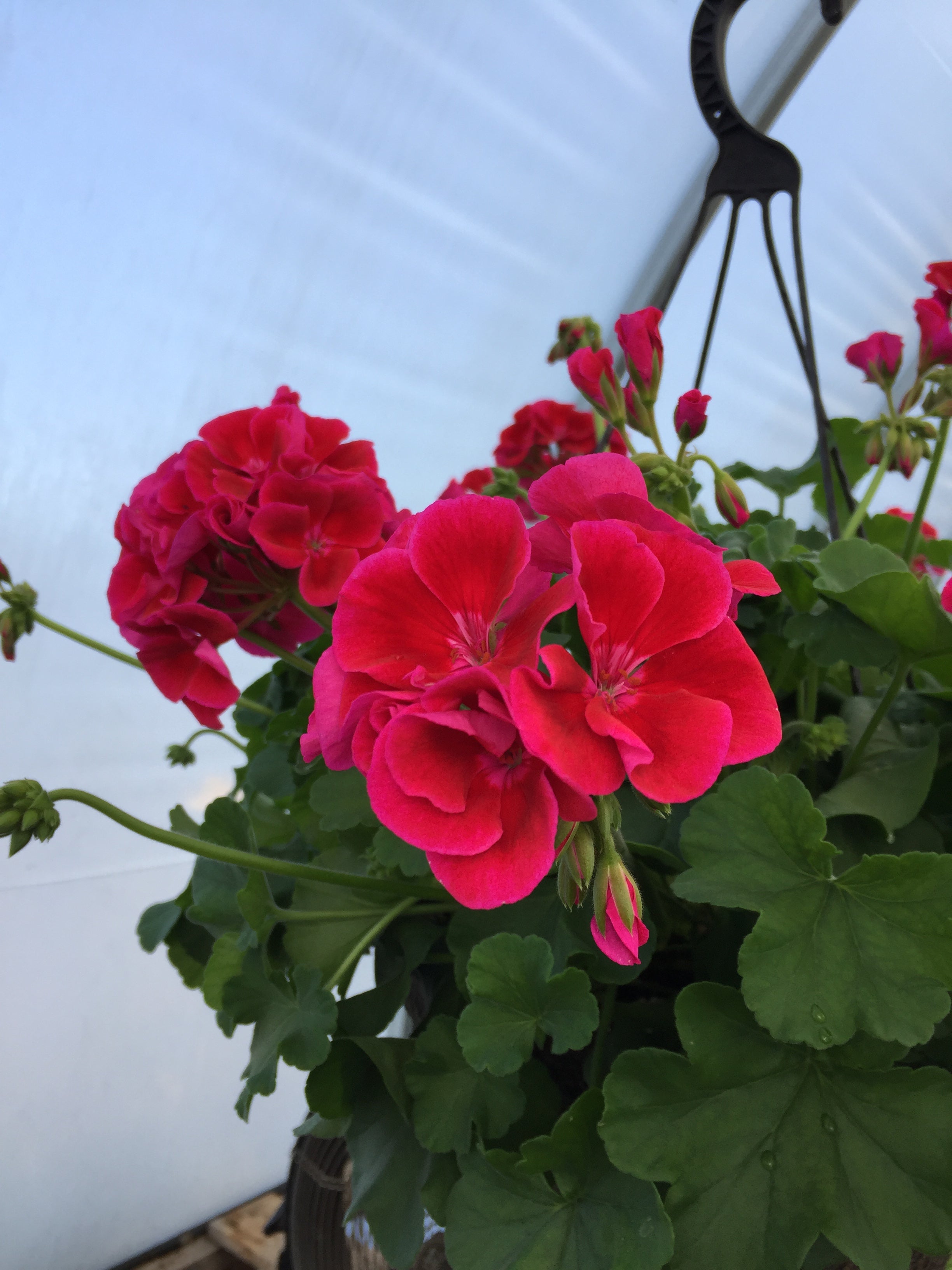 GERANIUM INTERSPECIFIC CALLIOPE 'CRIMSON FLAME'