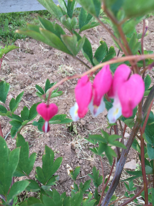 DICENTRA SPECTABILIS