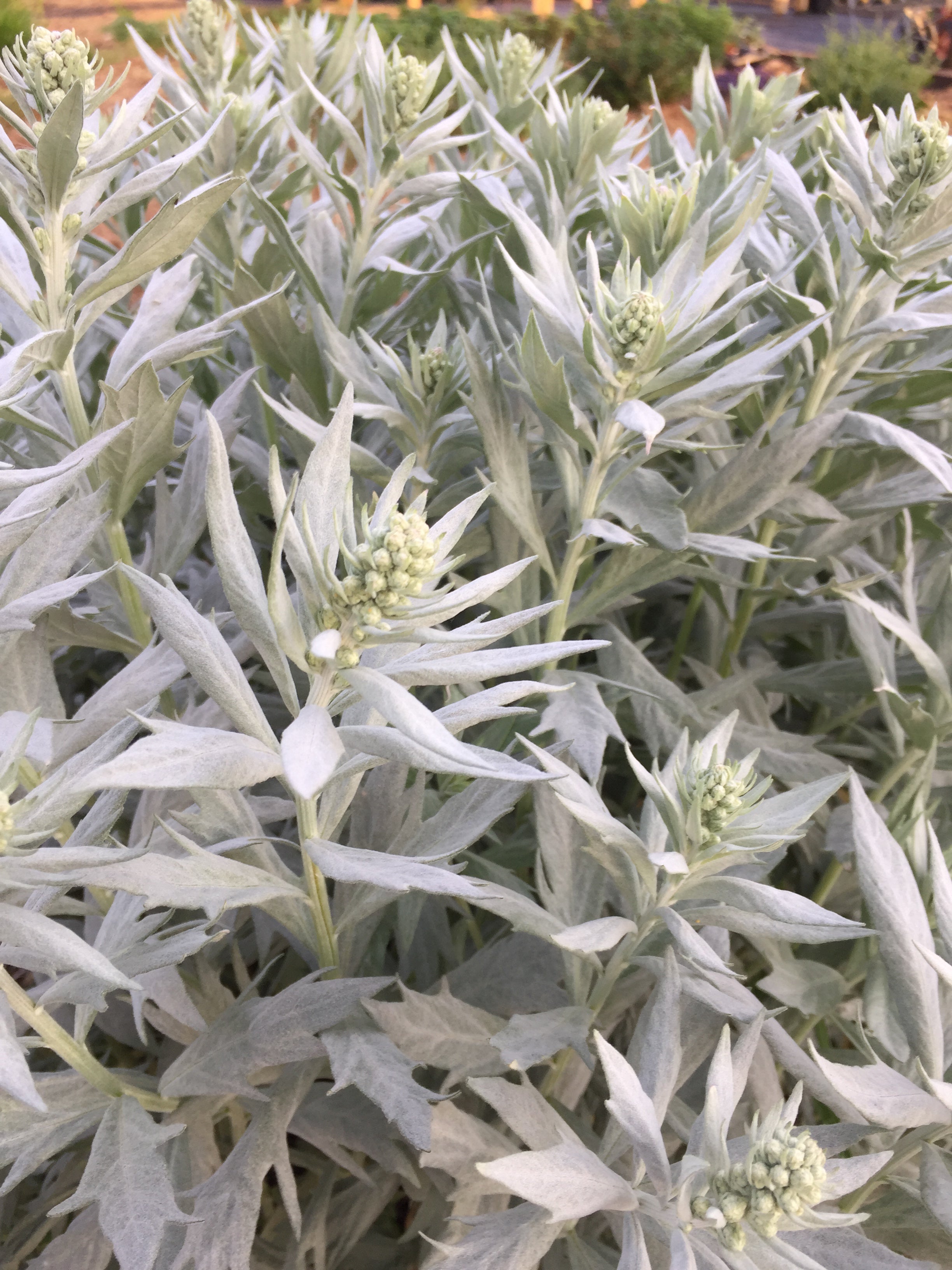 ARTEMISIA LUDOVICIANA ‘VALERIE FINNIS'