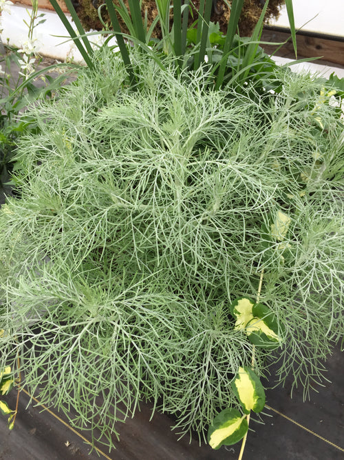 ARTEMISIA 'MAKANA SILVER'