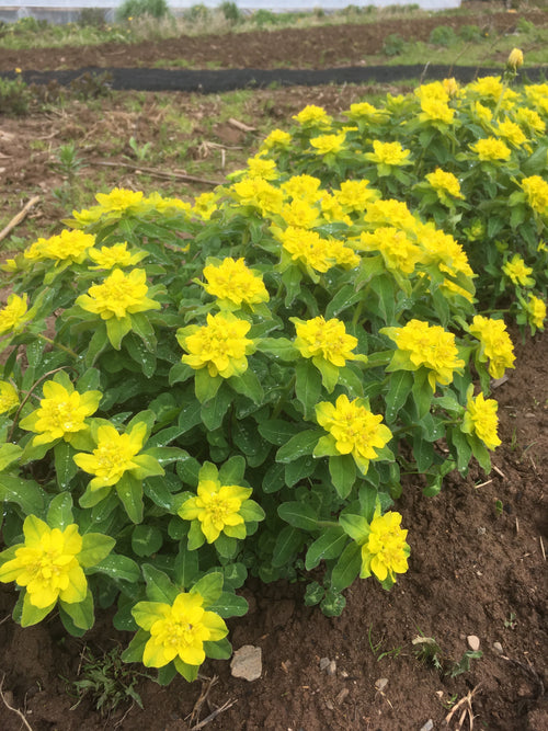 EUPHORBIA POLYCHROMA