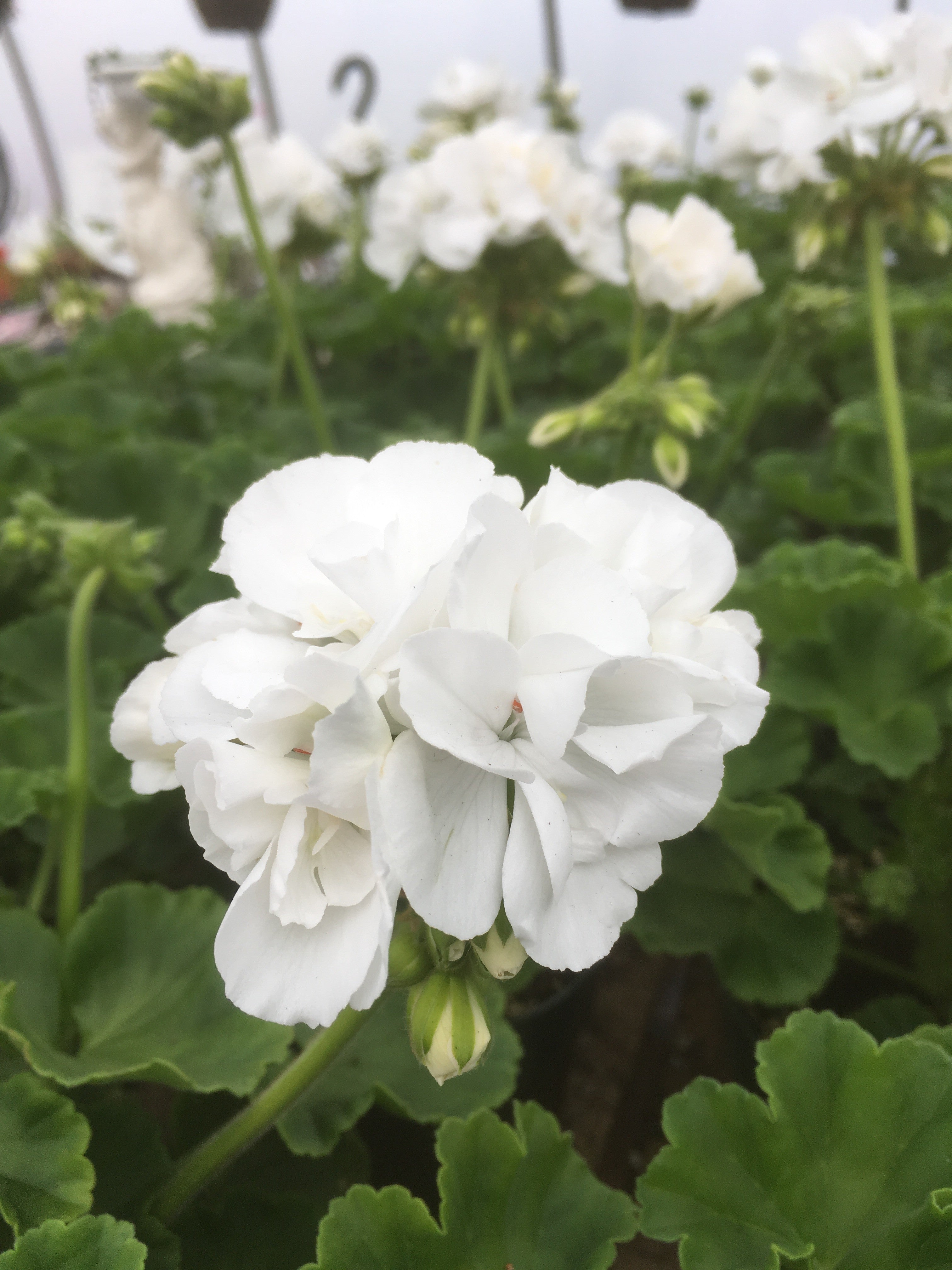 GERANIUM ZONAL FANTASIA 'WHITE'