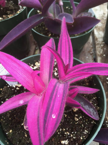 PHLOX SUBULATA ‘CANDY STRIPE’