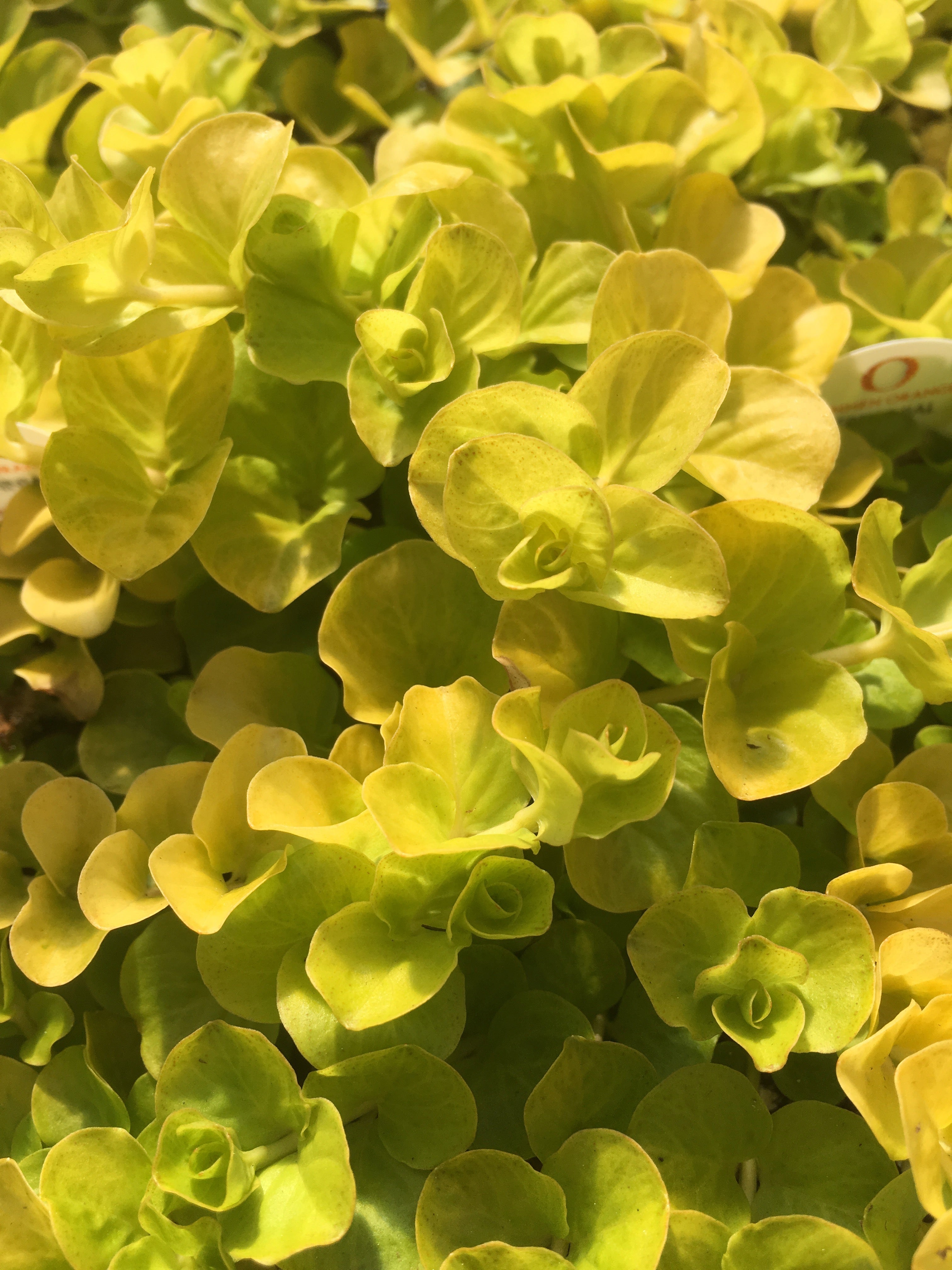 LYSIMACHIA GOLDILOCKS