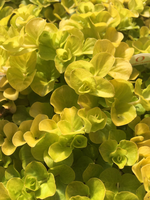 LYSMACHIA 'GOLDILOCKS'