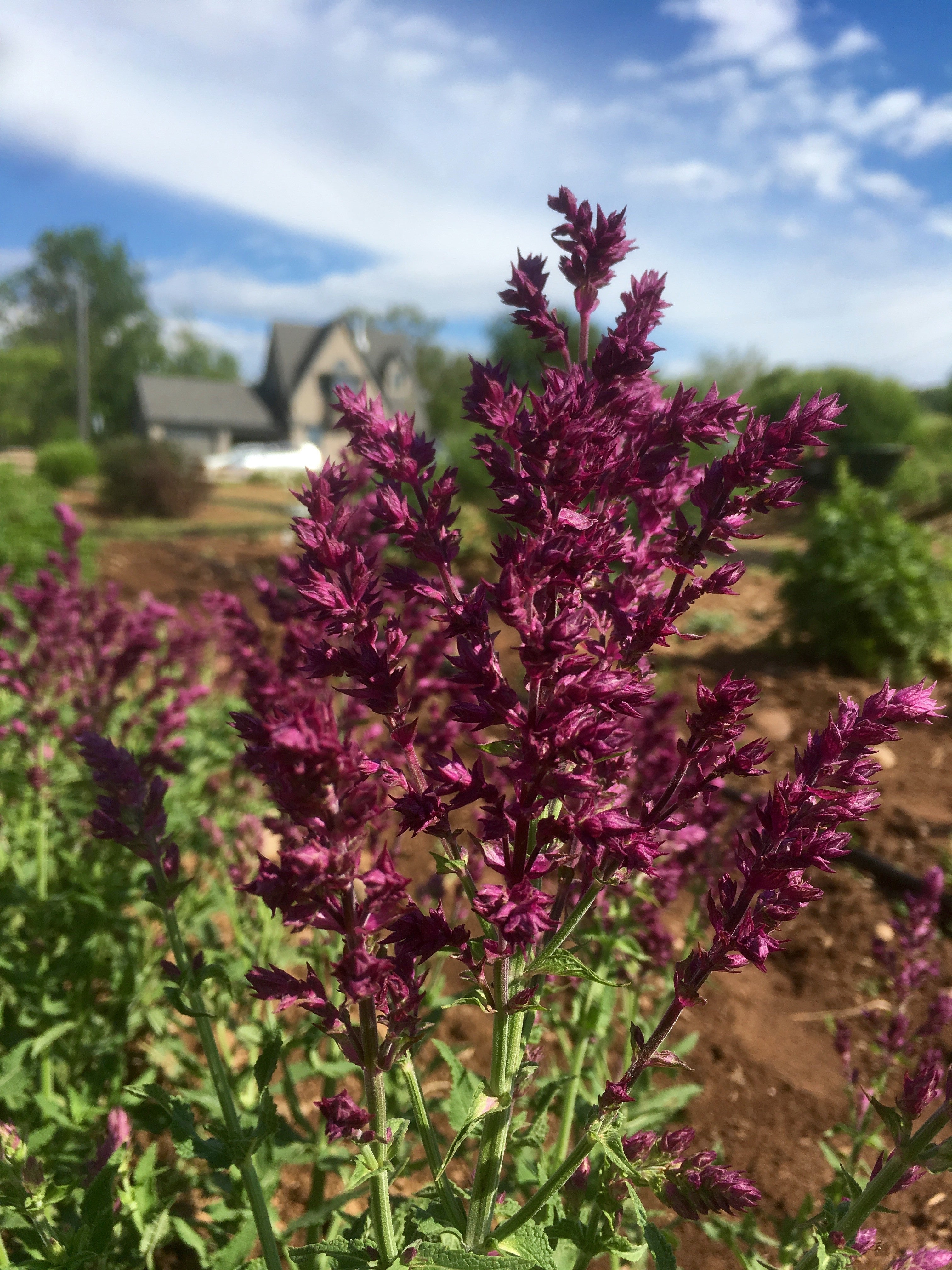 SALVIA NEMOROSA ‘SCHWELLENBERG’