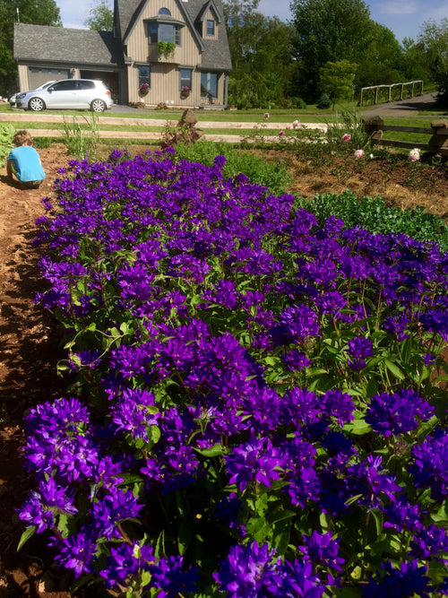 CAMPANULA GLOMERATA SUPERBA