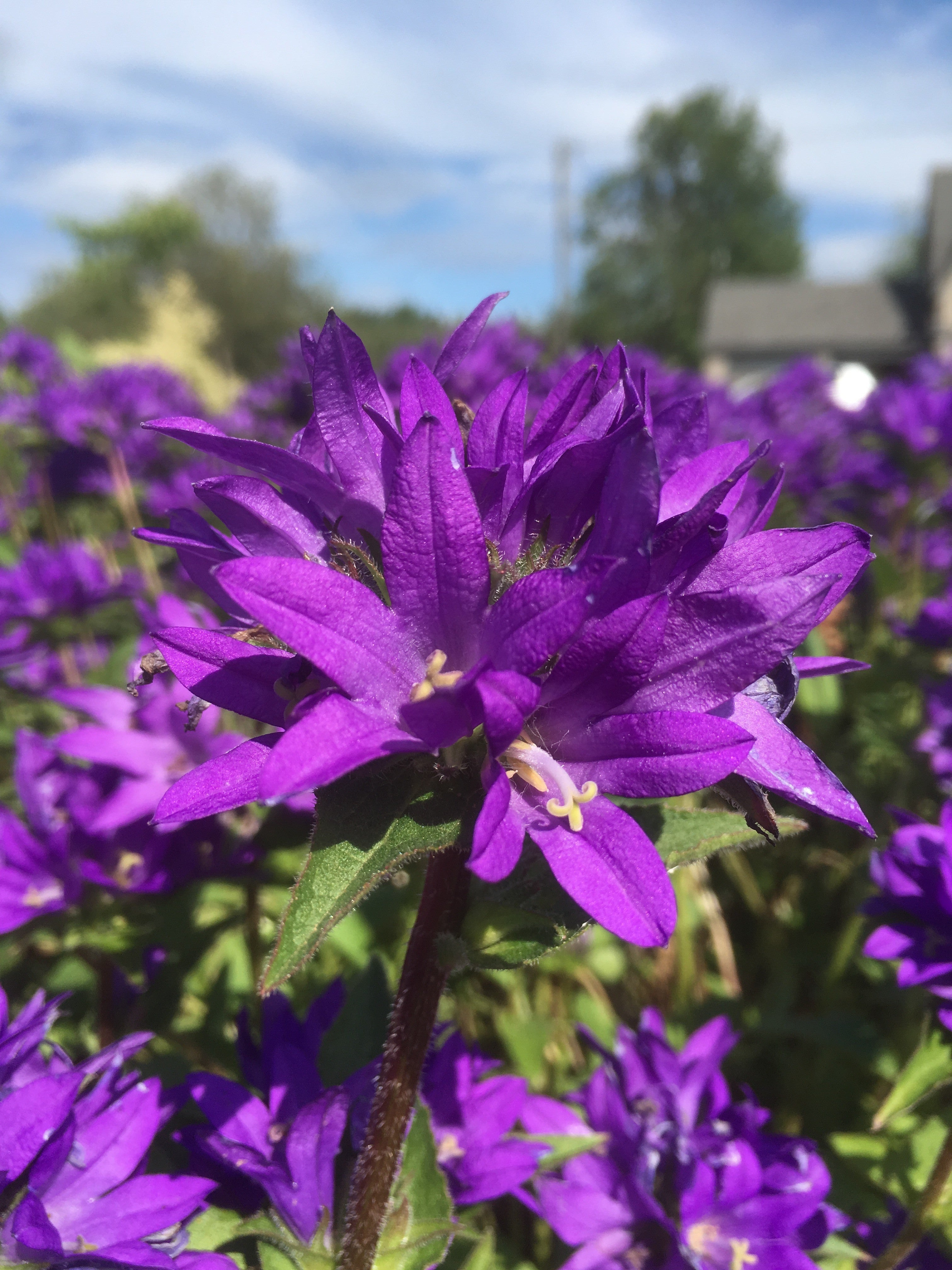 CAMPANULA GLOMERATA SUPERBA