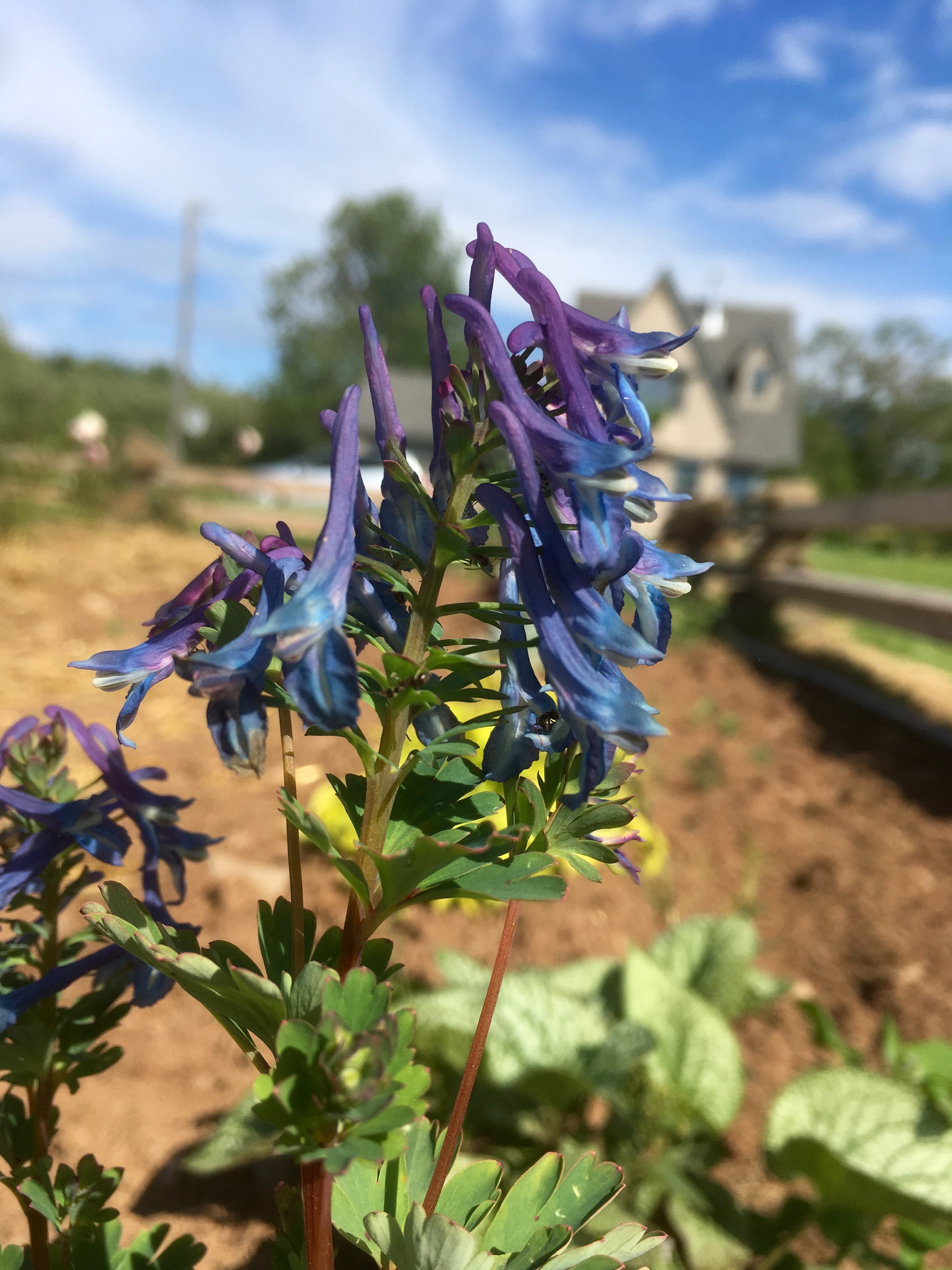 CORYDALIS FLEXUOSA ‘CHINA BLUE’