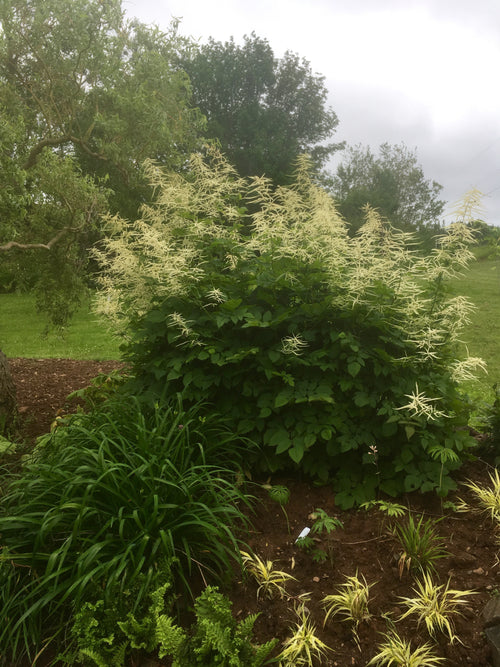 ARUNCUS DIOICUS