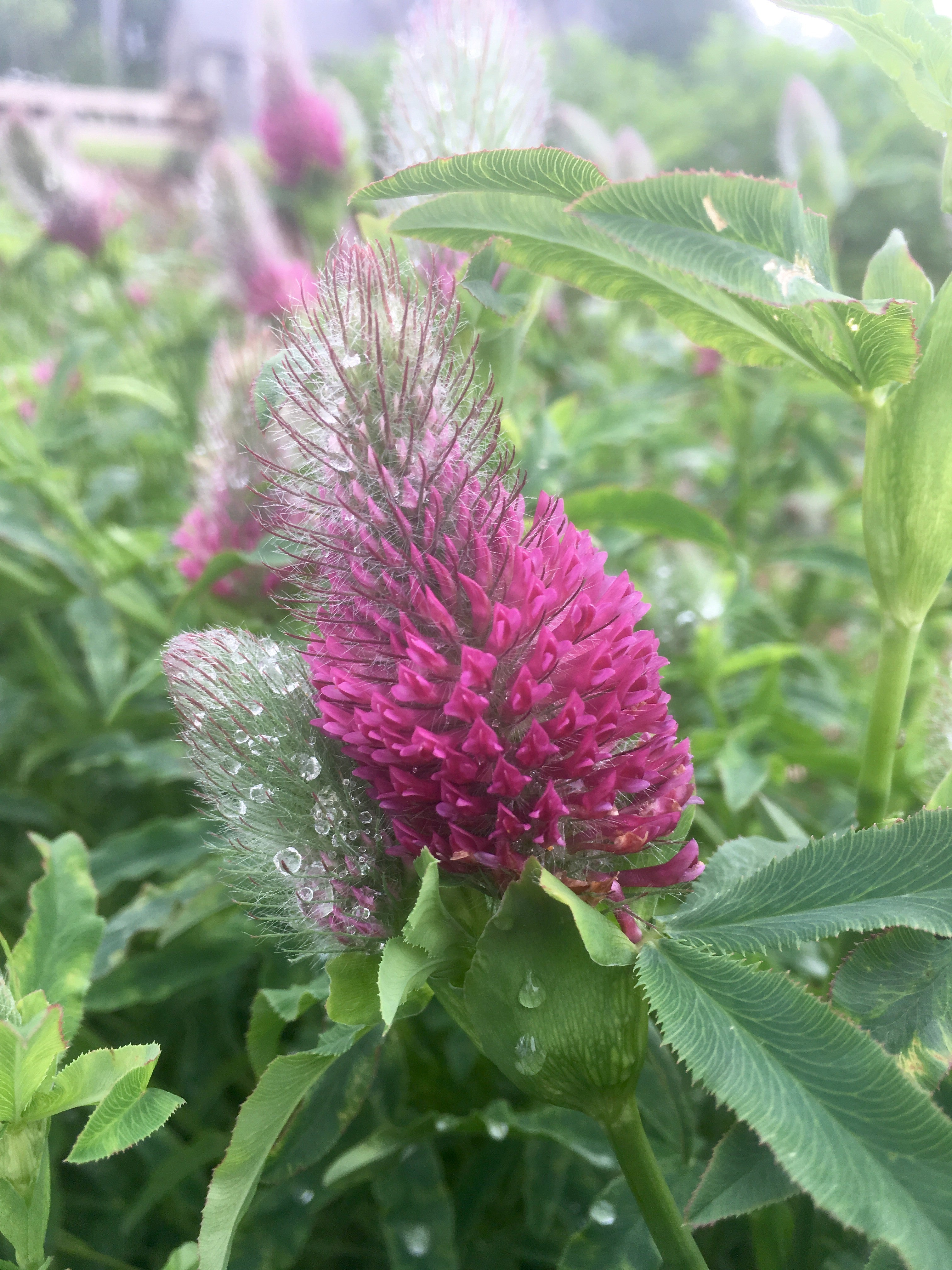 TRIFOLIUM RUBENS (RED FEATHER CLOVER)
