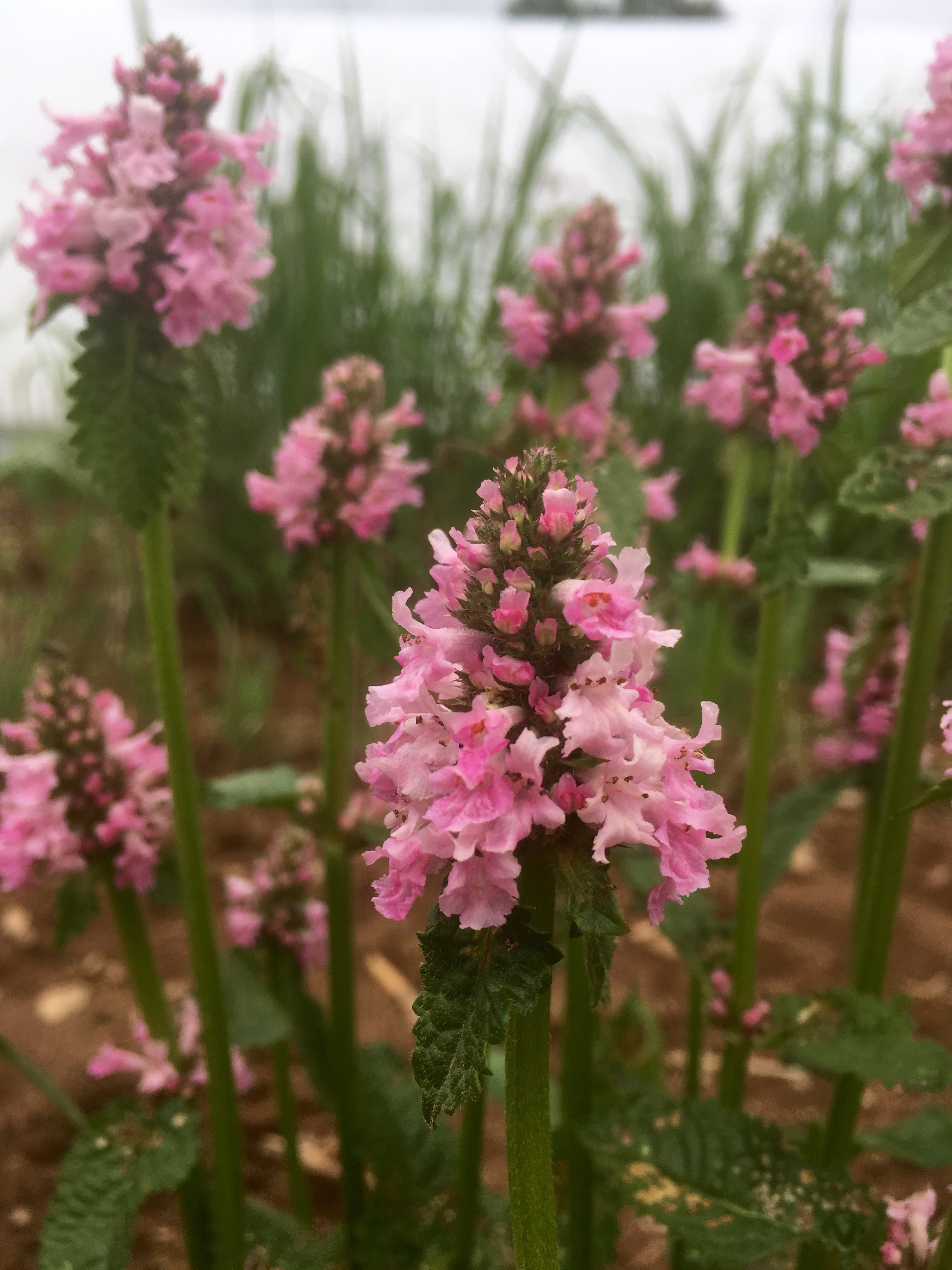 STACHYS OFFICIANALIS ‘HUMMELO’