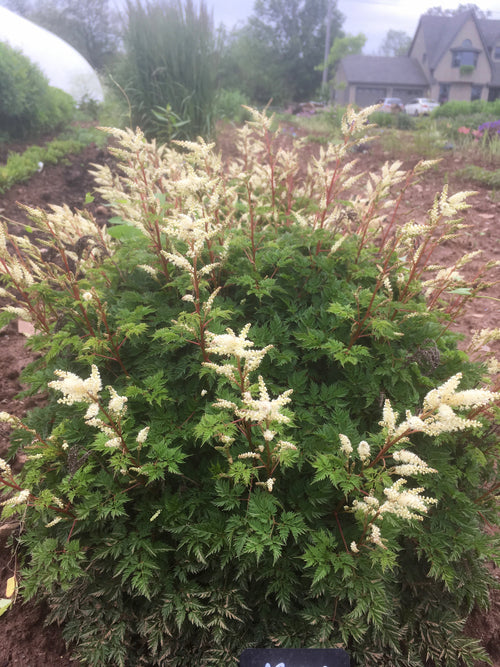 ARUNCUS AETHUSIFOLIUS