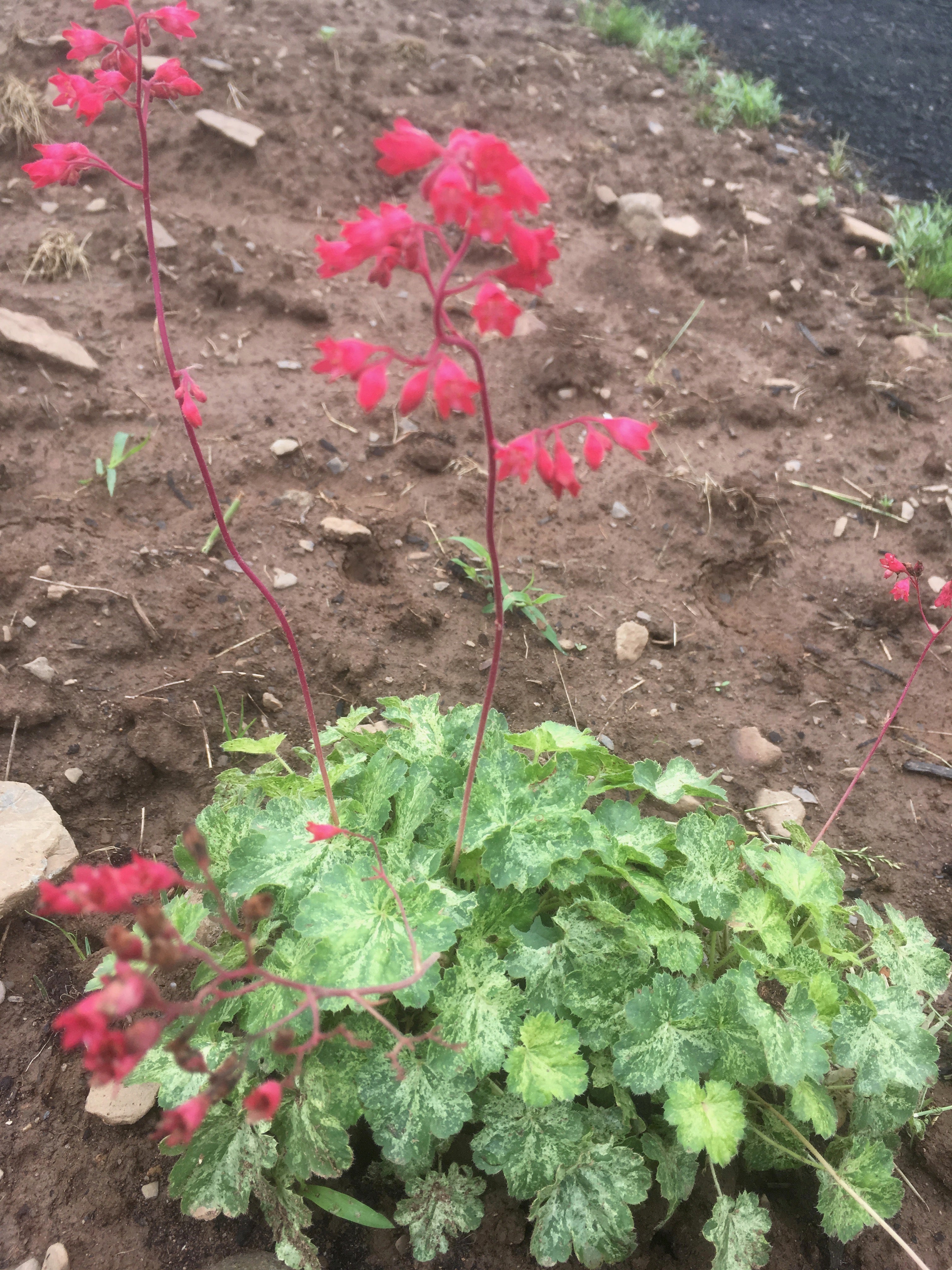 HEUCHERA ‘SNOW ANGEL’