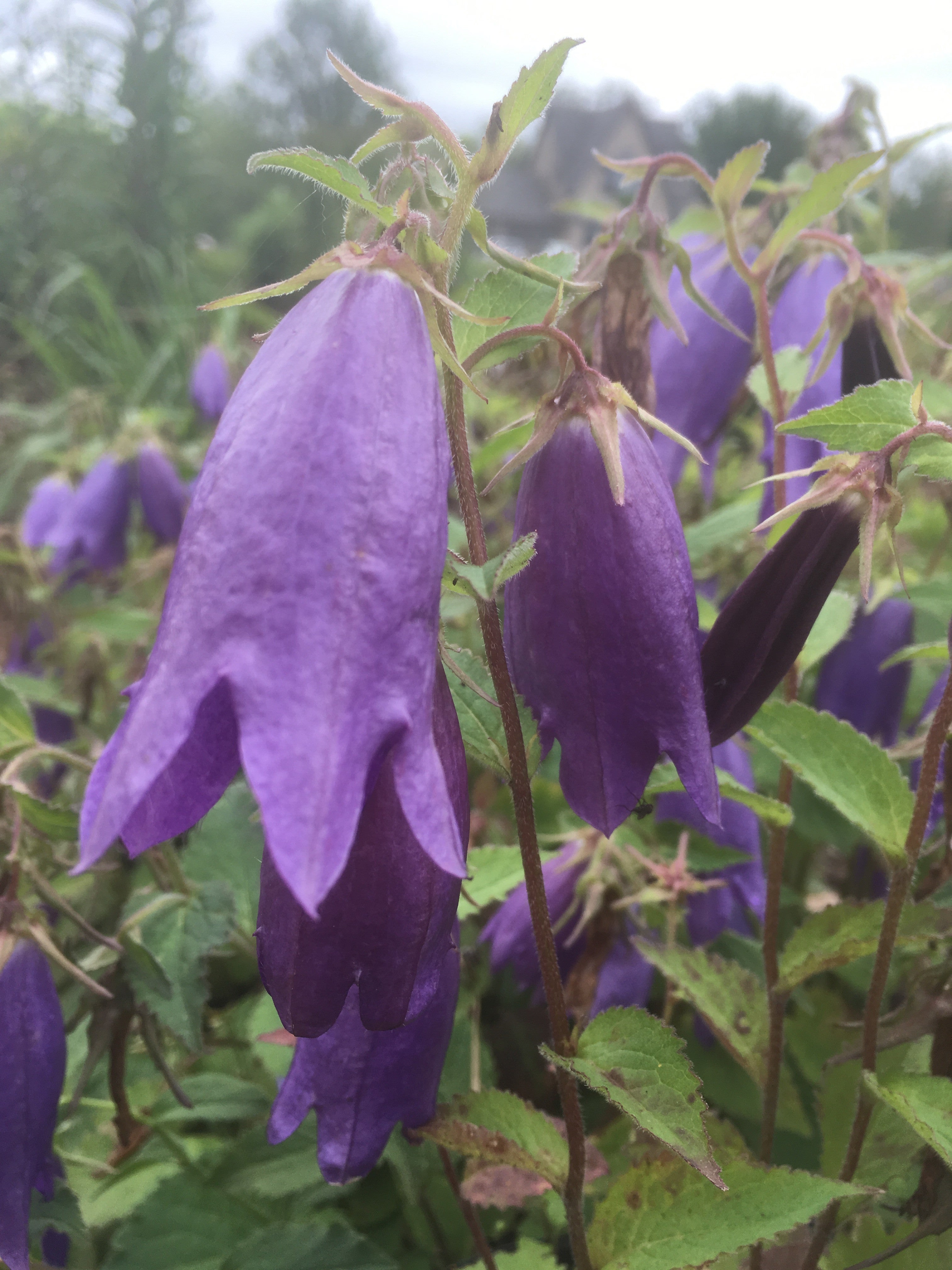 CAMPANULA SARASTRO