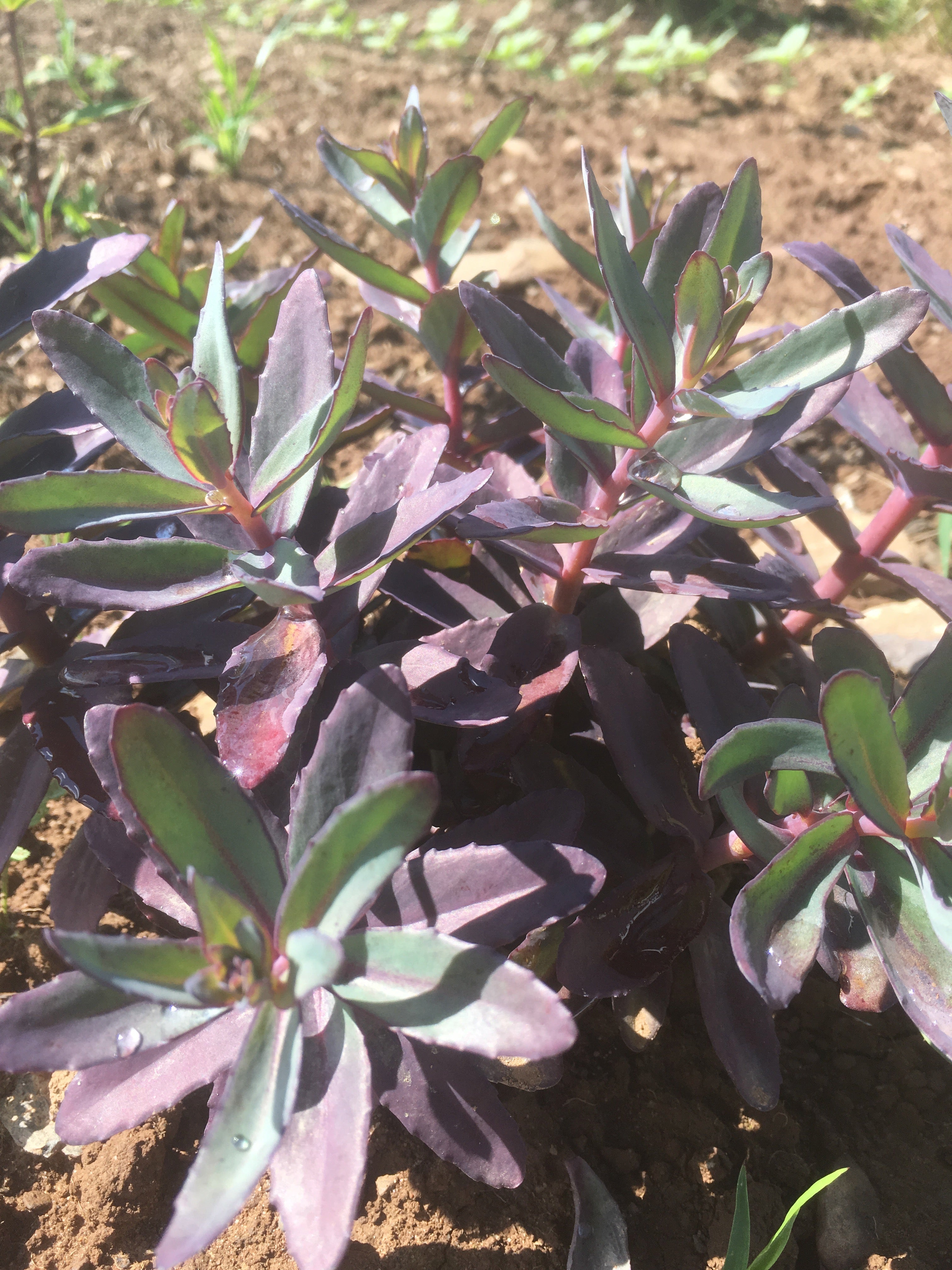 SEDUM TELEPHIUM 'MARINA'