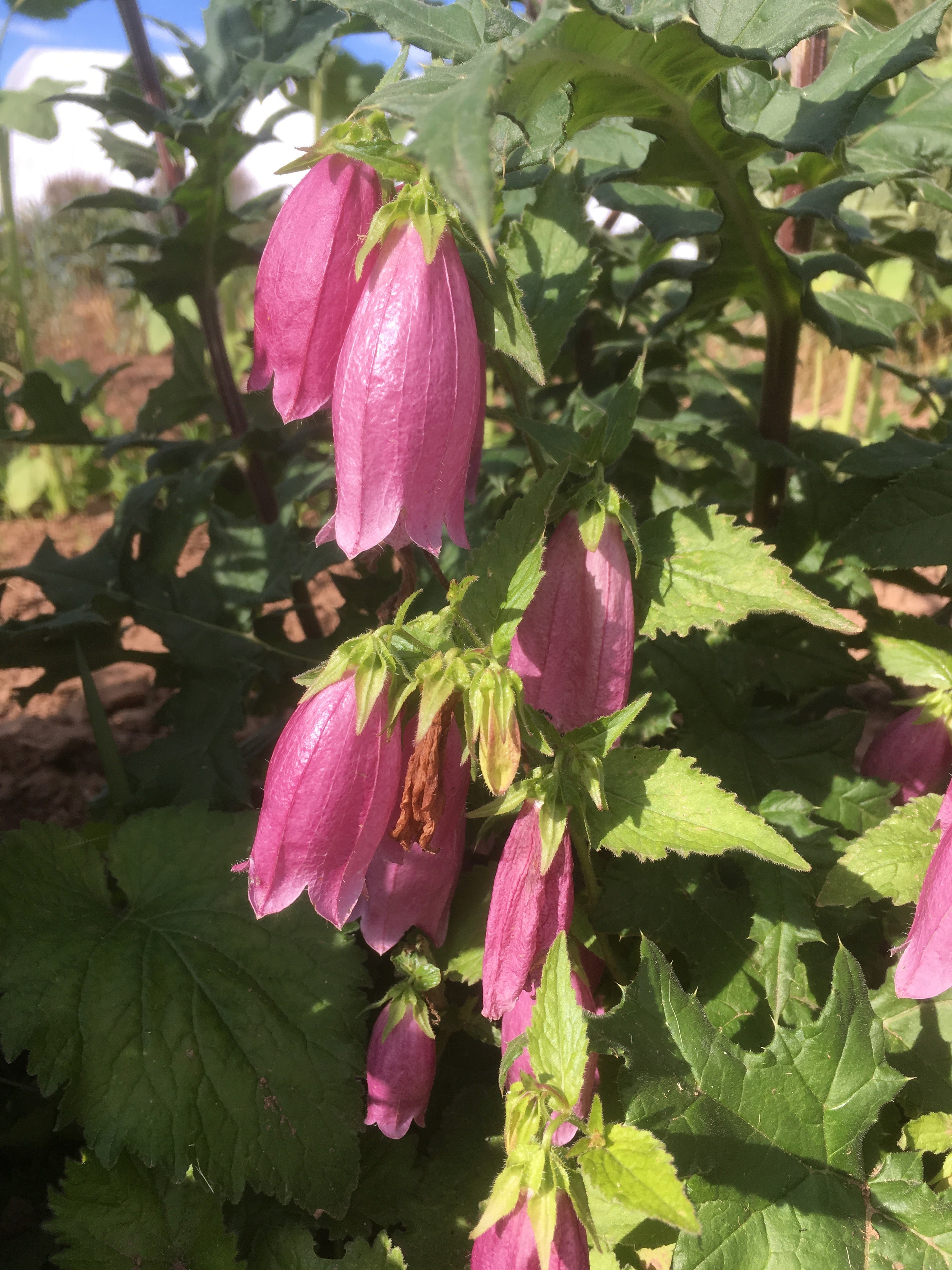 CAMPANULA PUNCTATA ‘CHERRY BELLS’