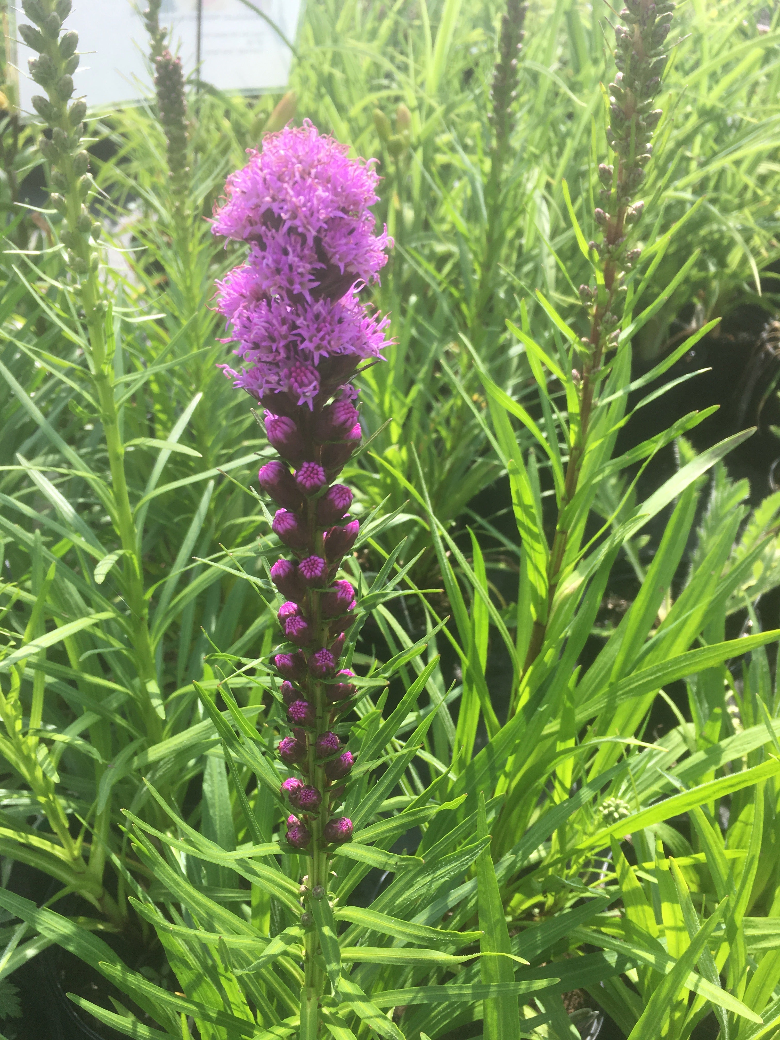 LIATRIS 'FLORISTAN VIOLET'