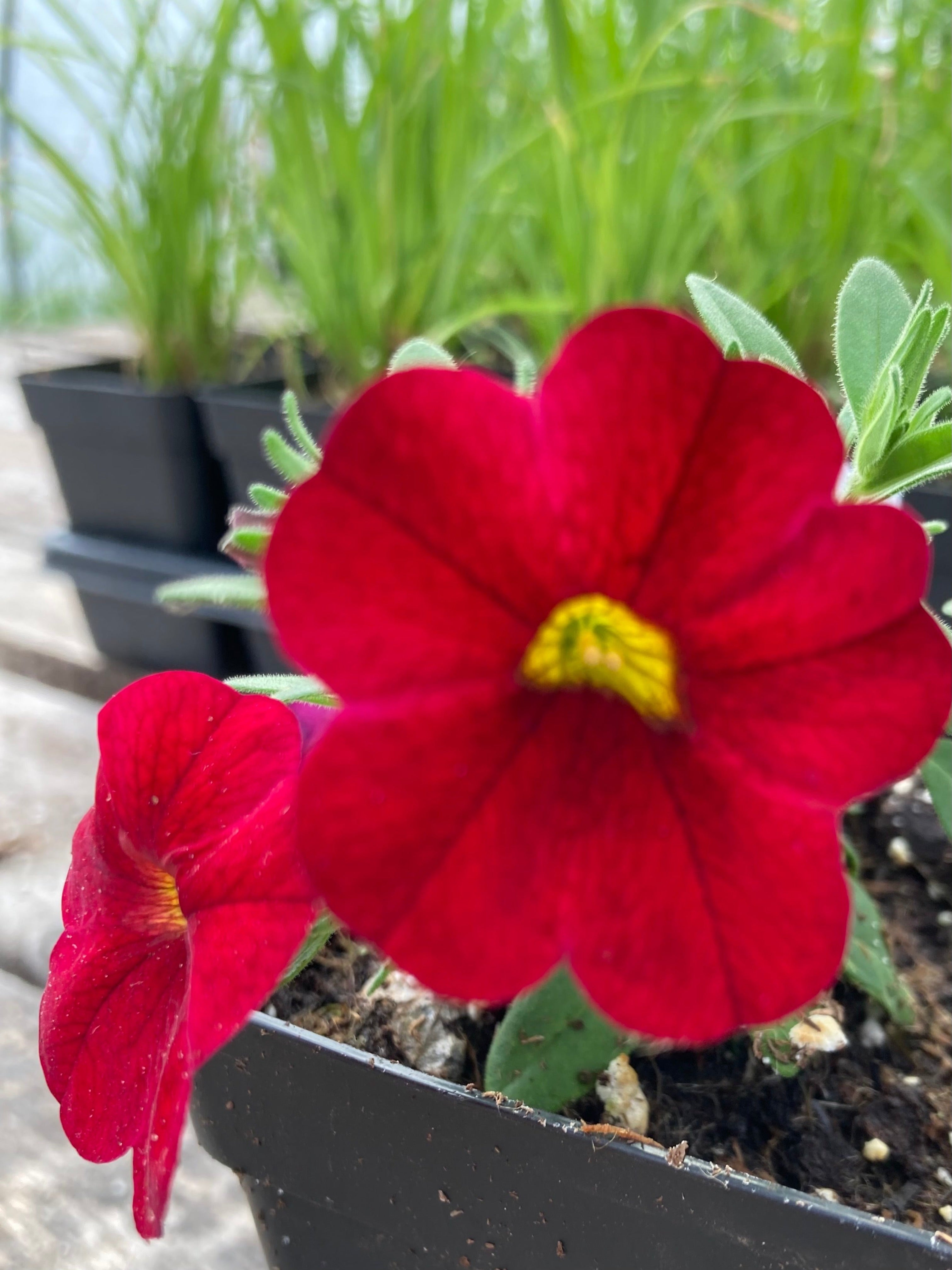 CALIBRACHOA RED