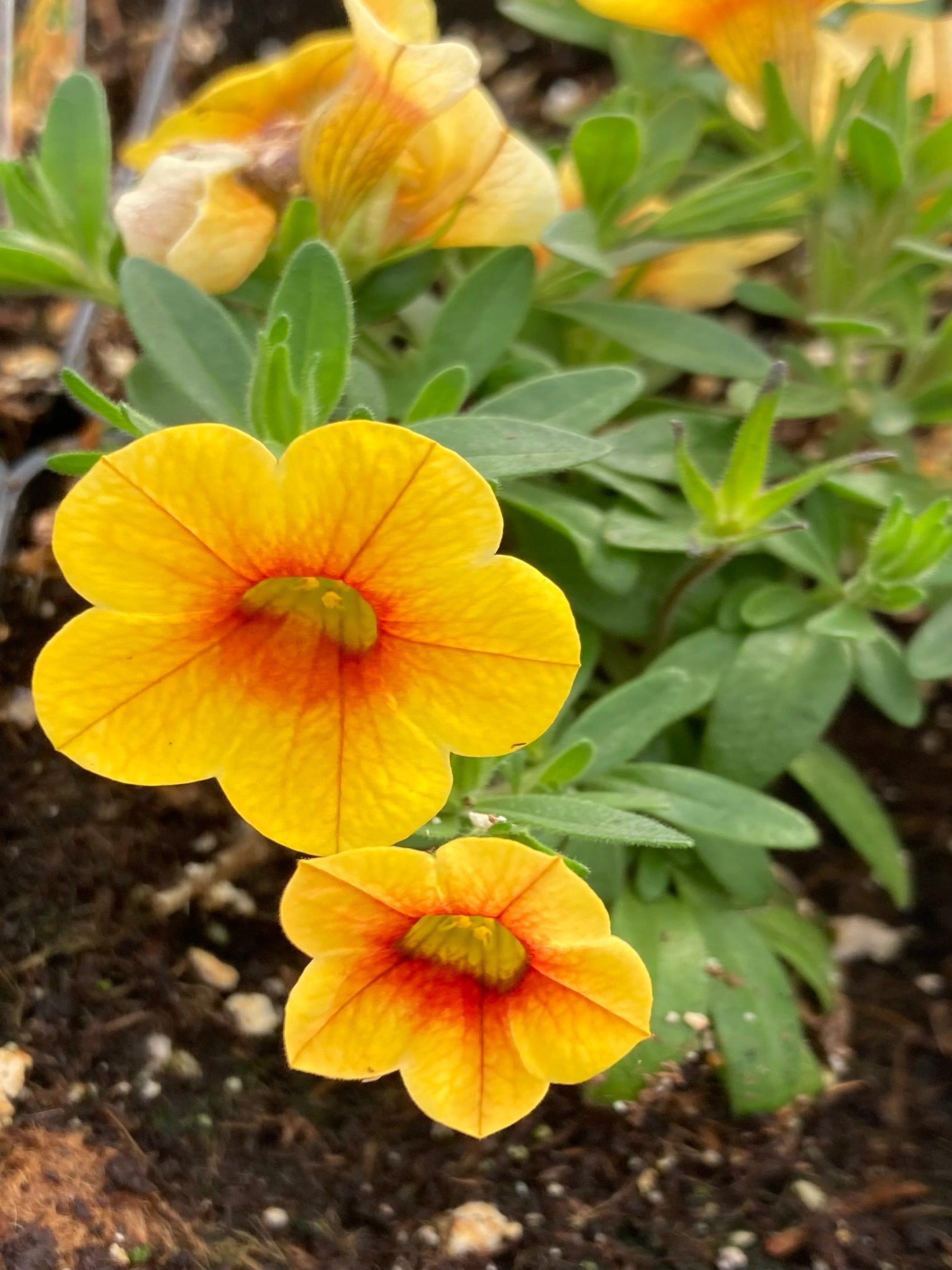 CALIBRACHOA SUNSPOT