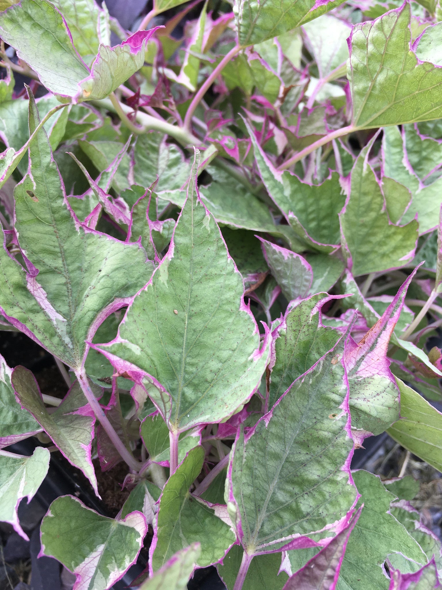 IPOMOEA (SWEET POTATO VINE) TRICOLOR