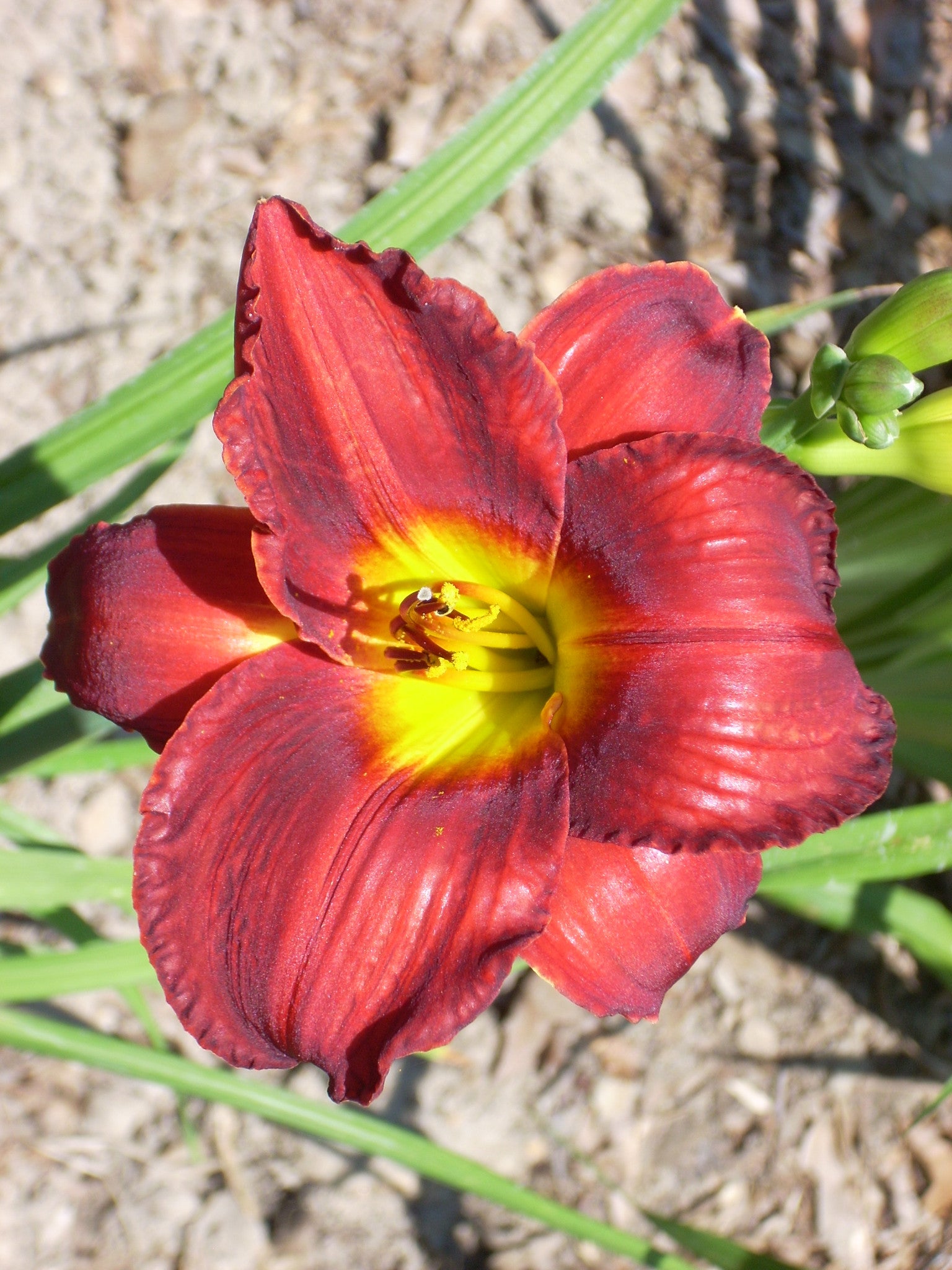HEMEROCALLIS ‘JAMES MARSH’