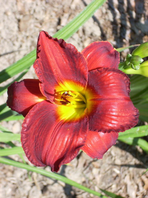 HEMEROCALLIS JAMES MARSH