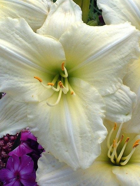 HEMEROCALLIS ‘JOAN SENIOR’