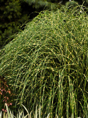 PANICUM 'BAD HAIR DAY'