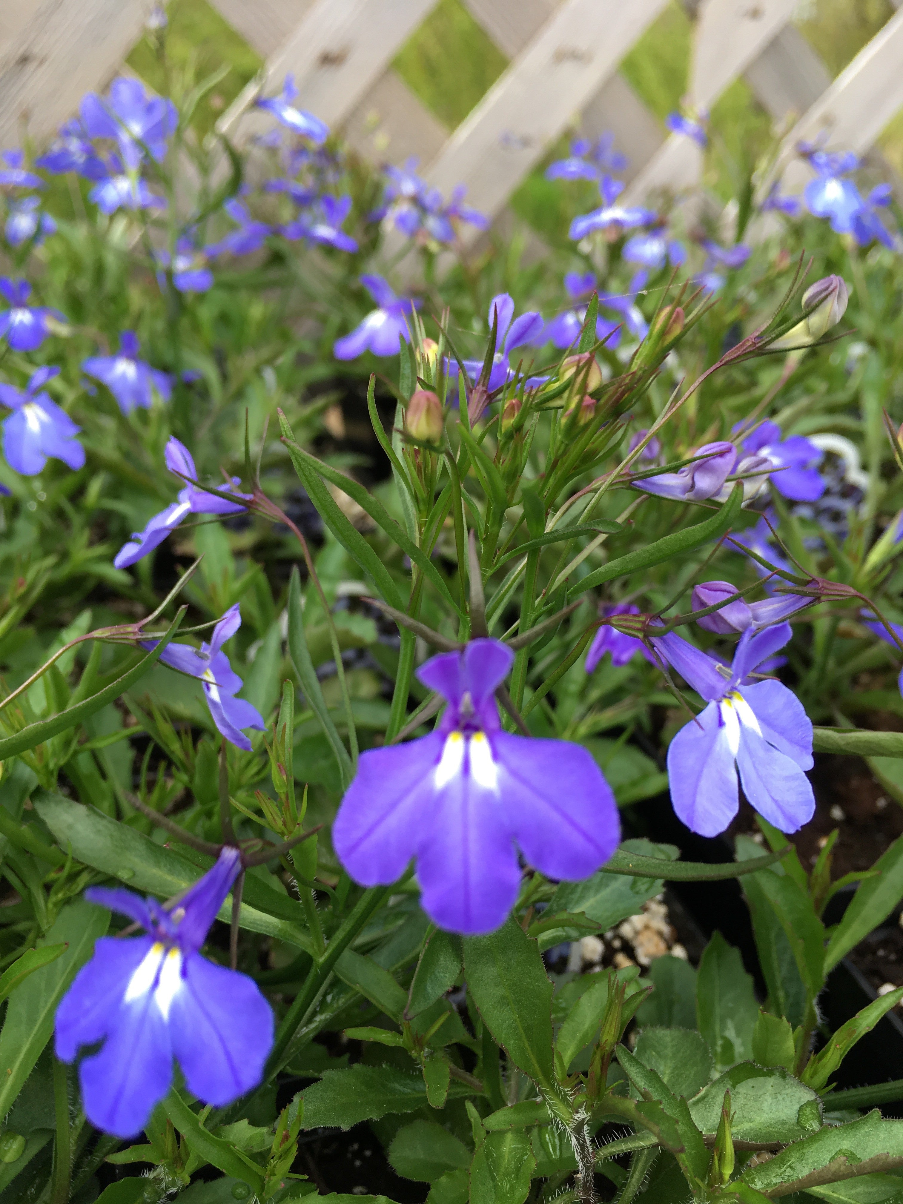 LOBELIA MAGADI 'ELECTRIC BLUE'