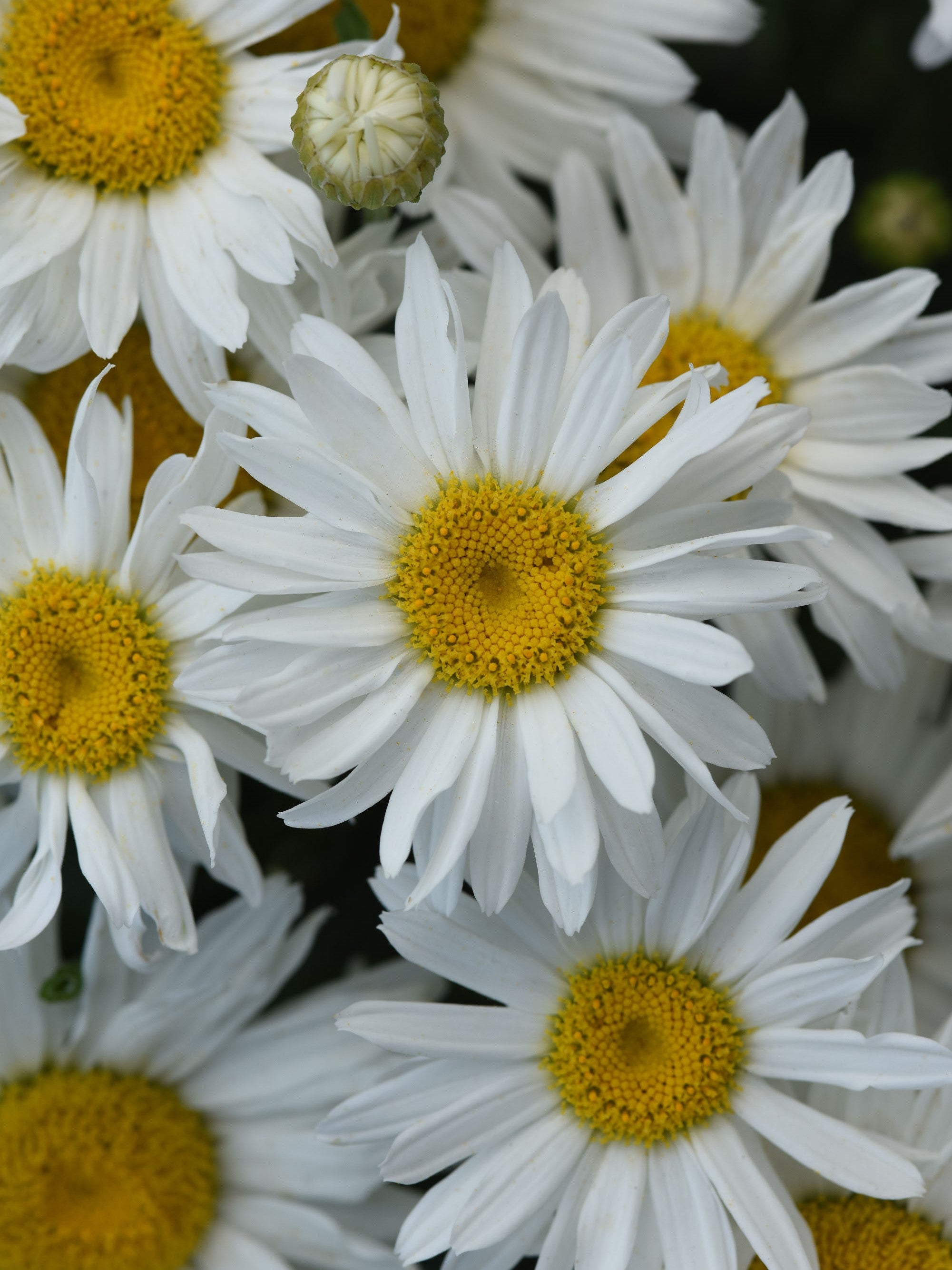 LEUCANTHEMUM WHITECAP