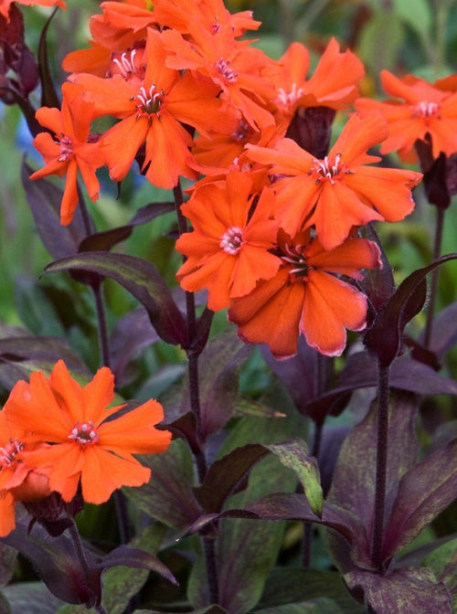 LYCHNIS 'ORANGE GNOME'