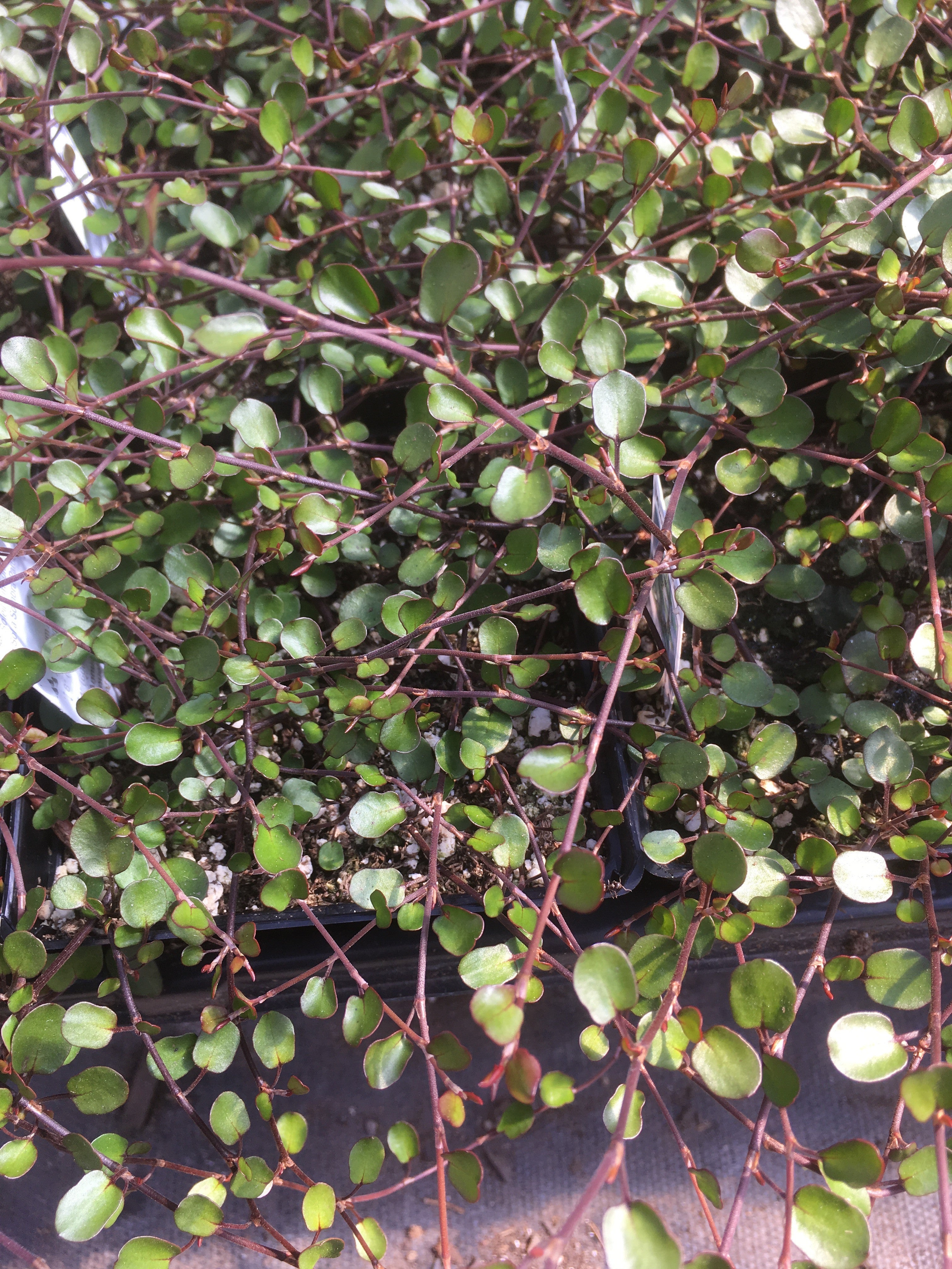 MUEHLENBECKIA COMPLEXA  (WIRE VINE)