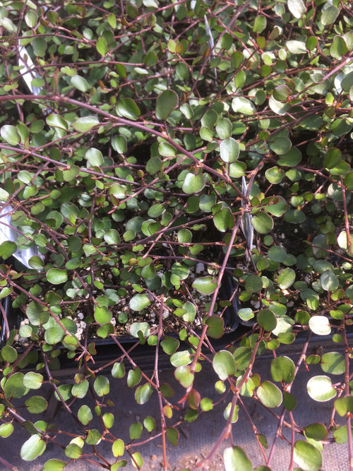 MUEHLENBECKIA COMPLEXA  (WIRE VINE)