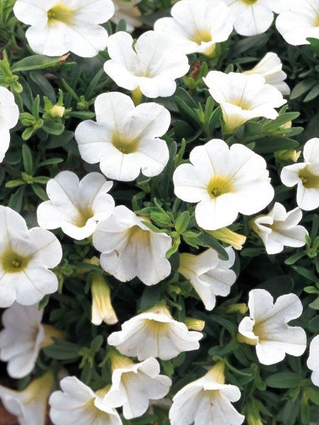CALIBRACHOA 'WHITE'