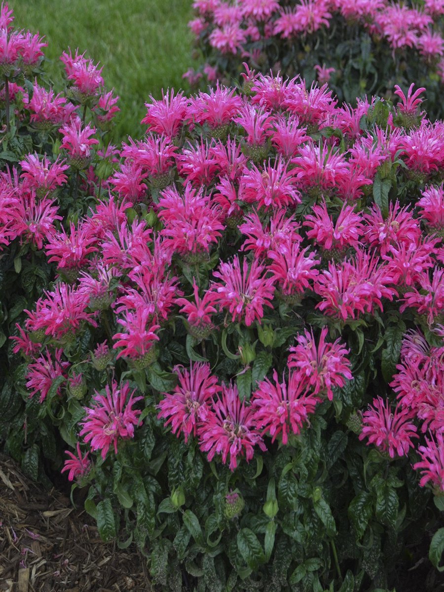 MONARDA ELECTRIC 'NEON PINK'