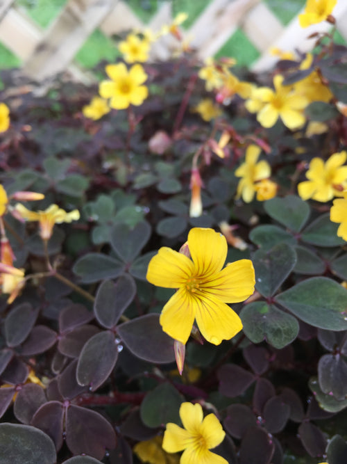 OXALIS - (SHAMROCK) BURGUNDY